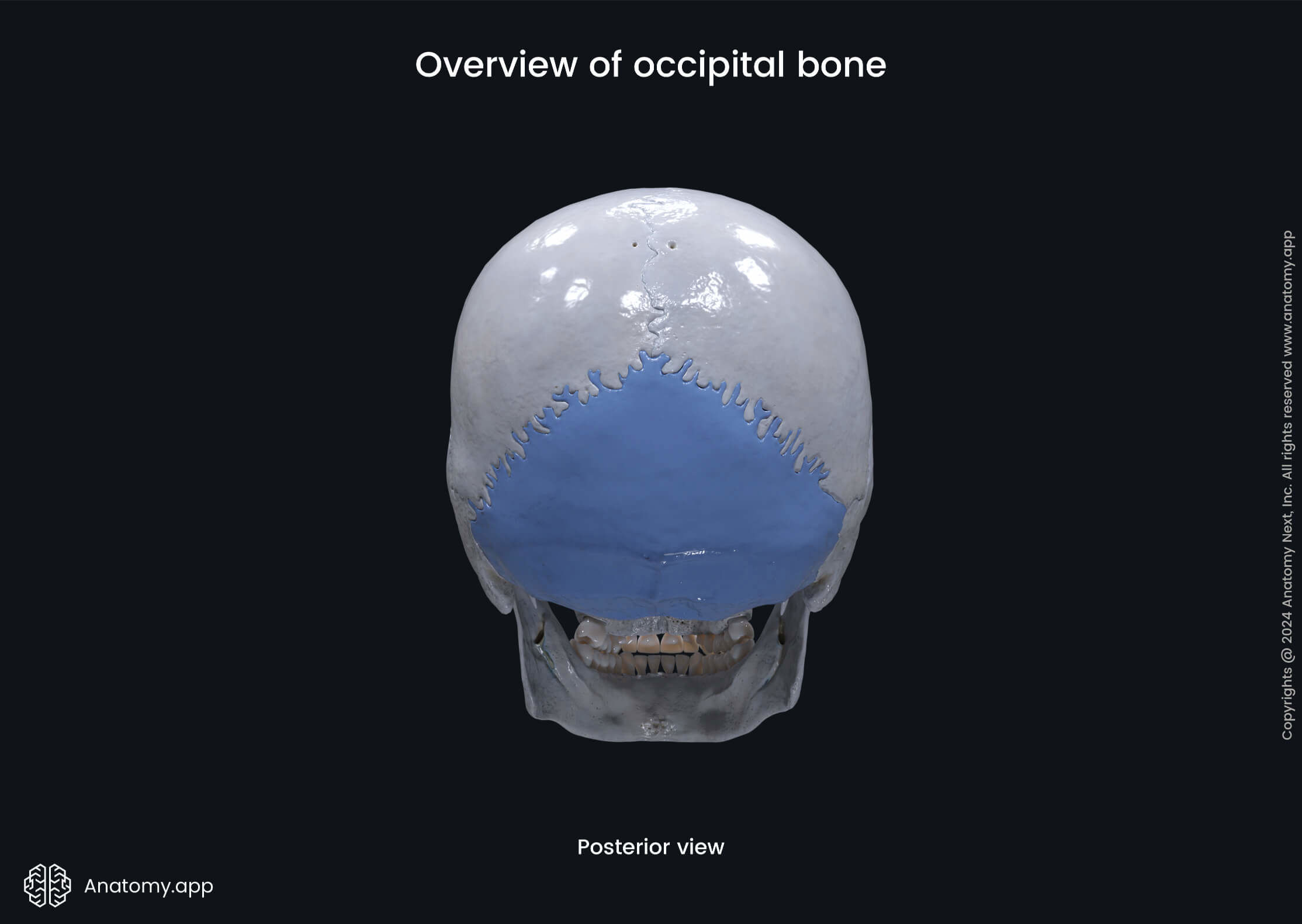 Overview of occipital bone