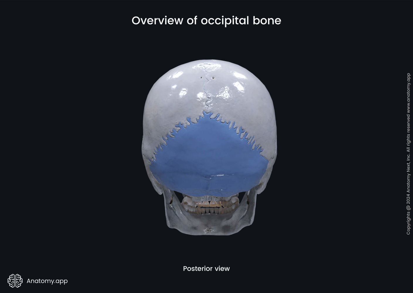 Overview of occipital bone (posterior view) | Media Library | Anatomy ...