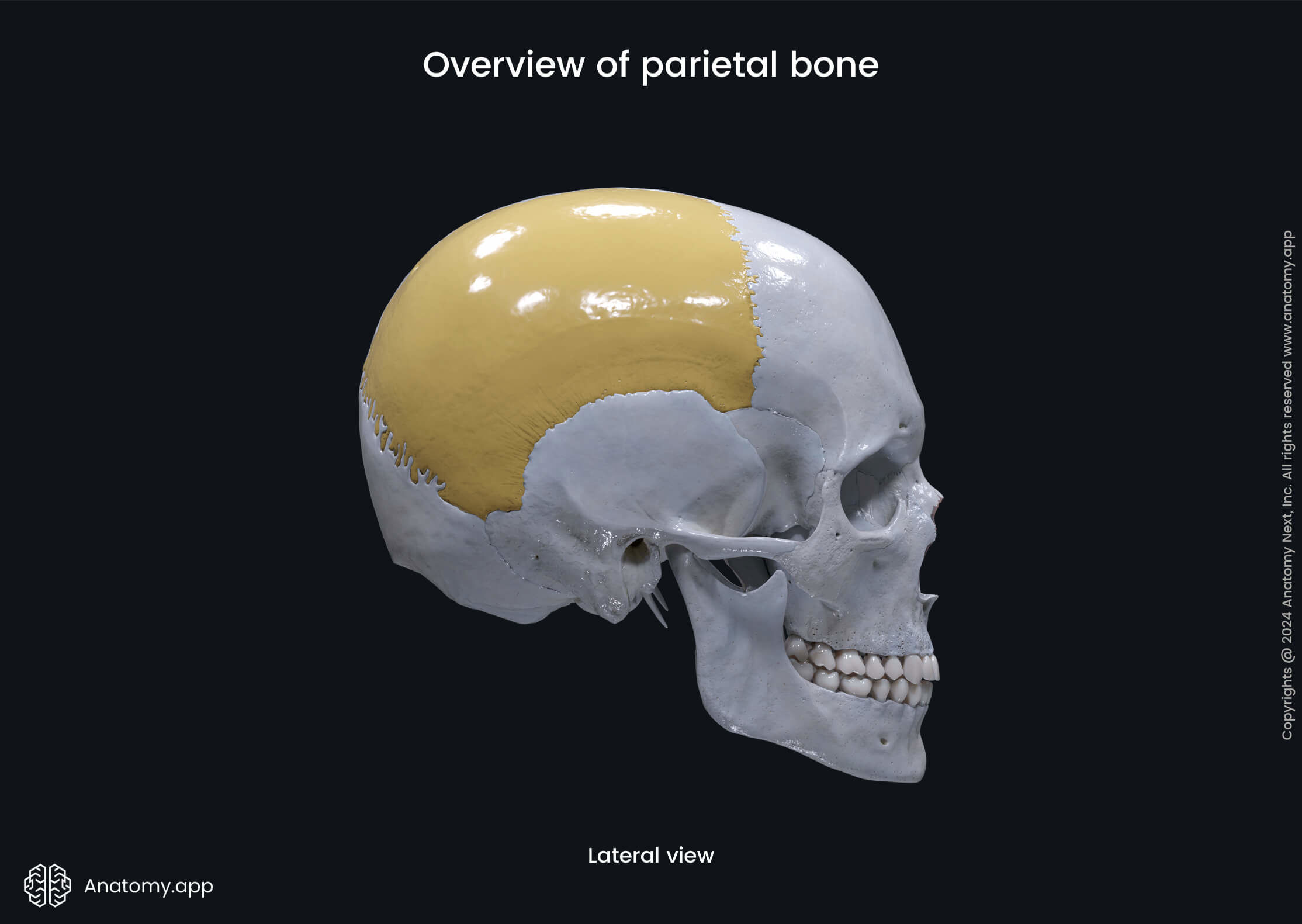 Overview of parietal bone