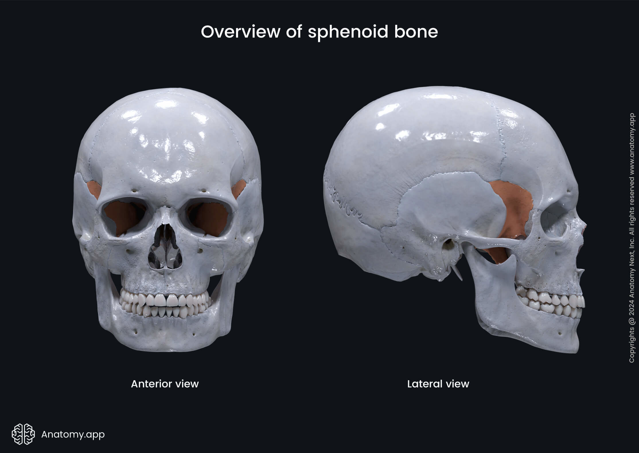 Overview of sphenoid