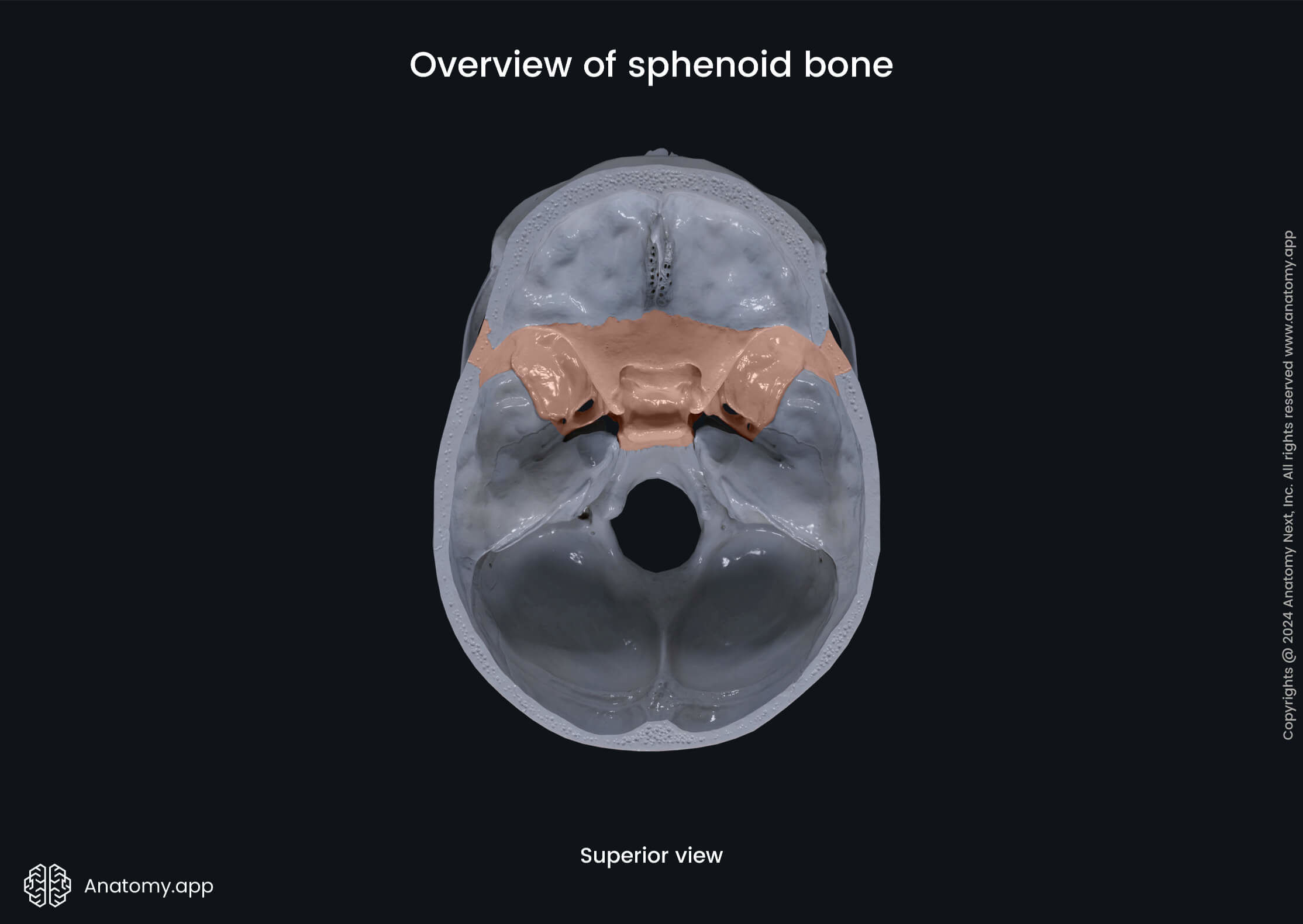 Overview of sphenoid (superior view)