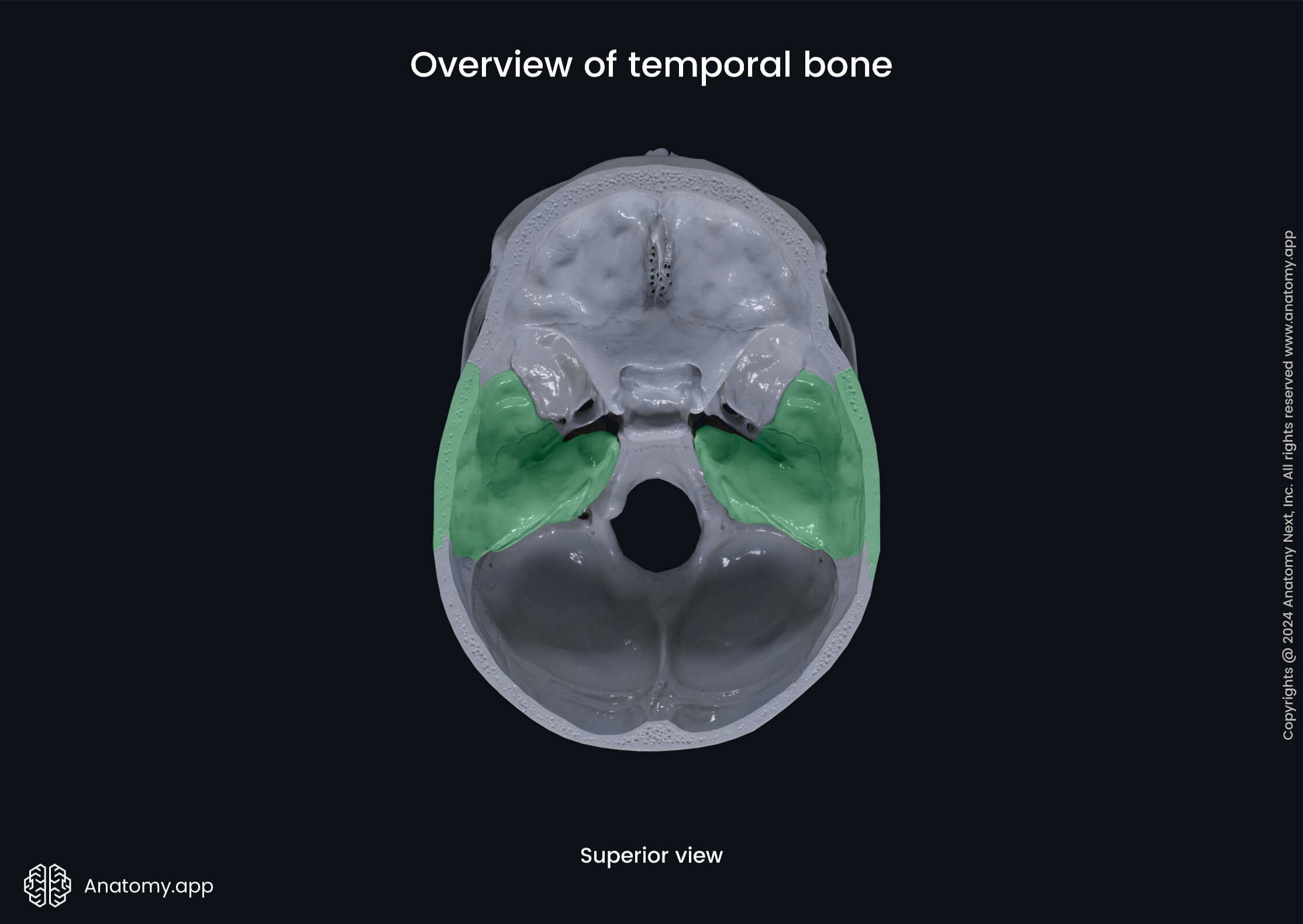 Overview of temporal bone (superior view)