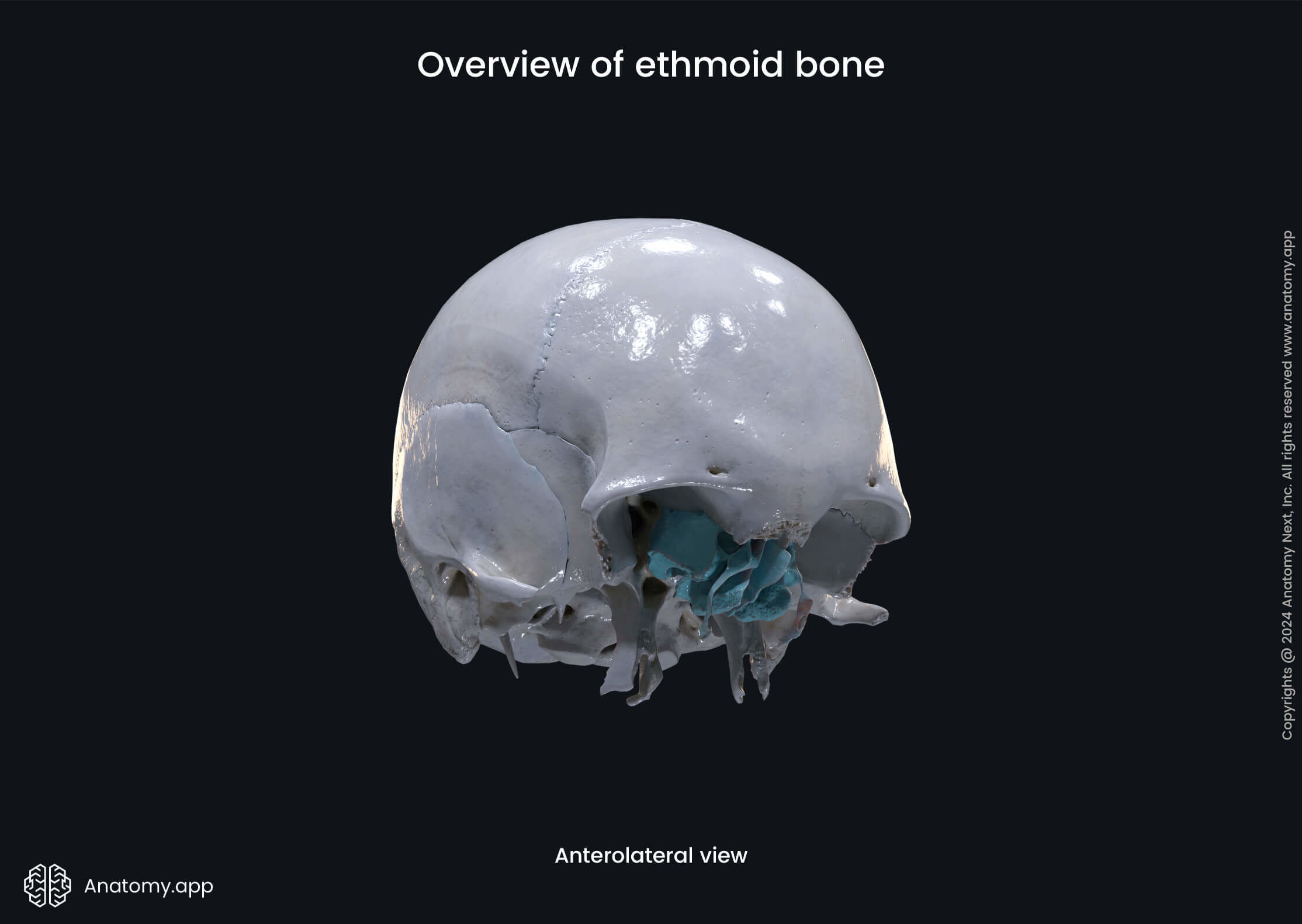 Overview of ethmoid