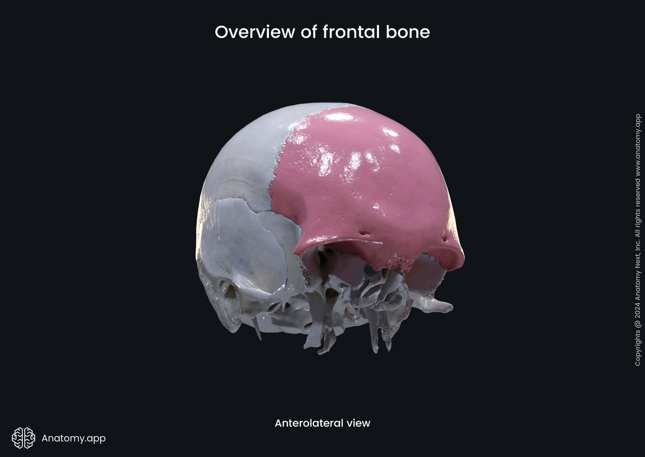 Overview of frontal bone