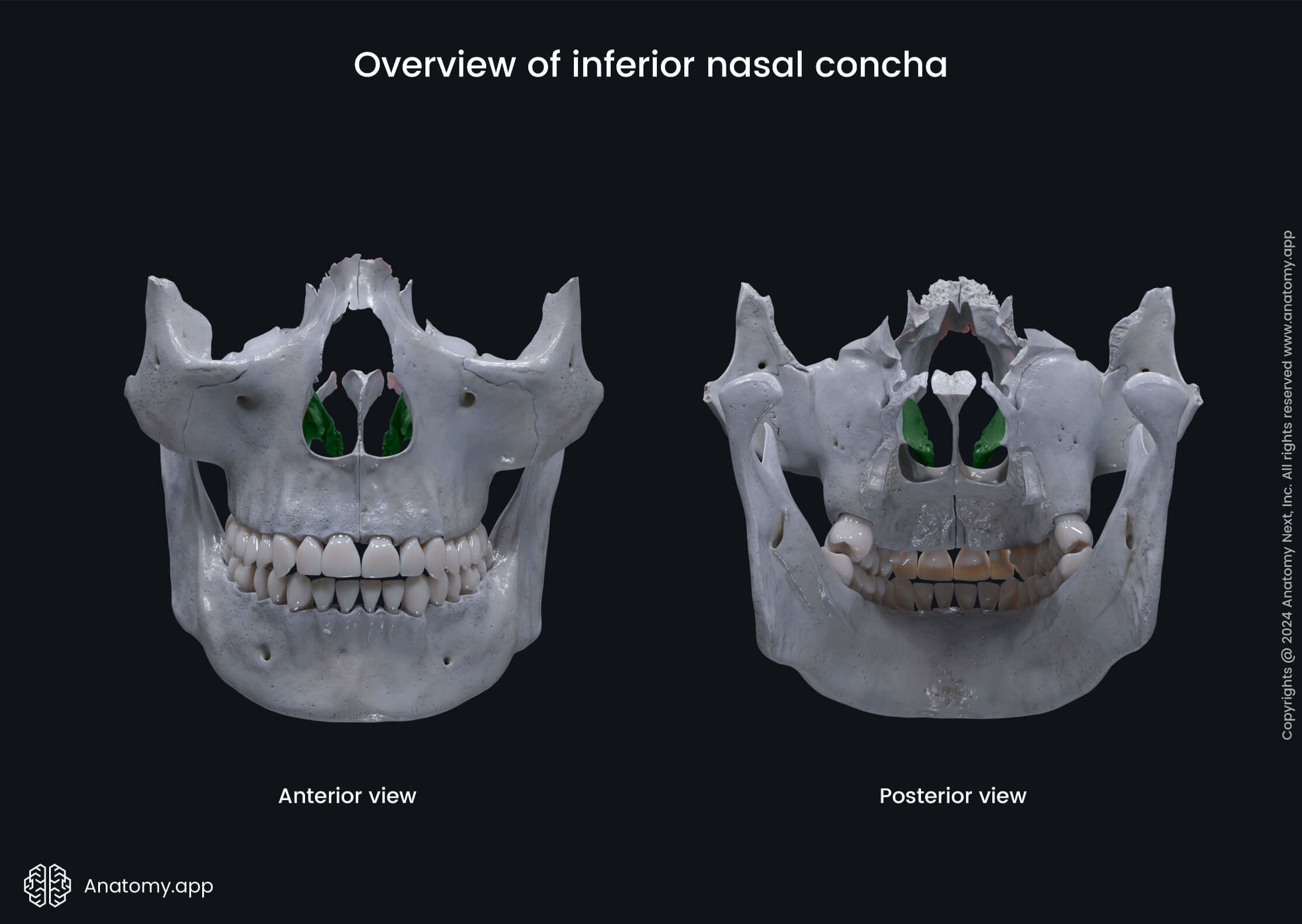 Overview of inferior nasal concha