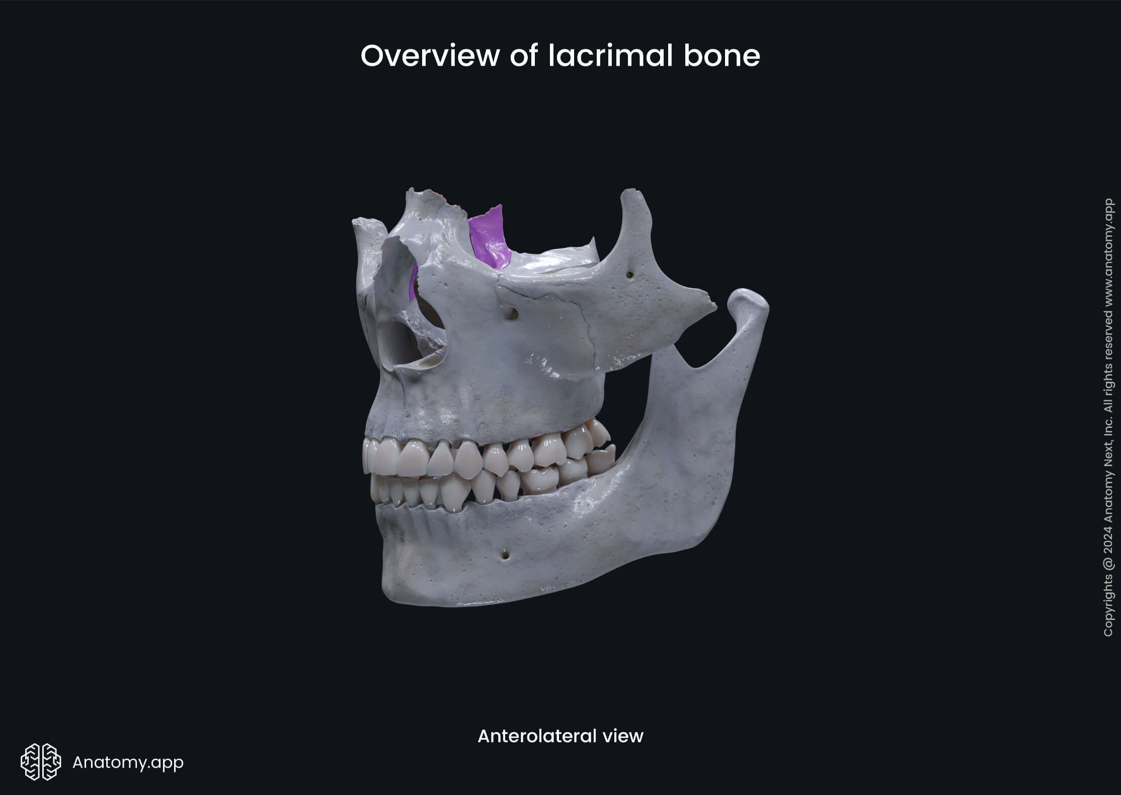 Overview of lacrimal bone