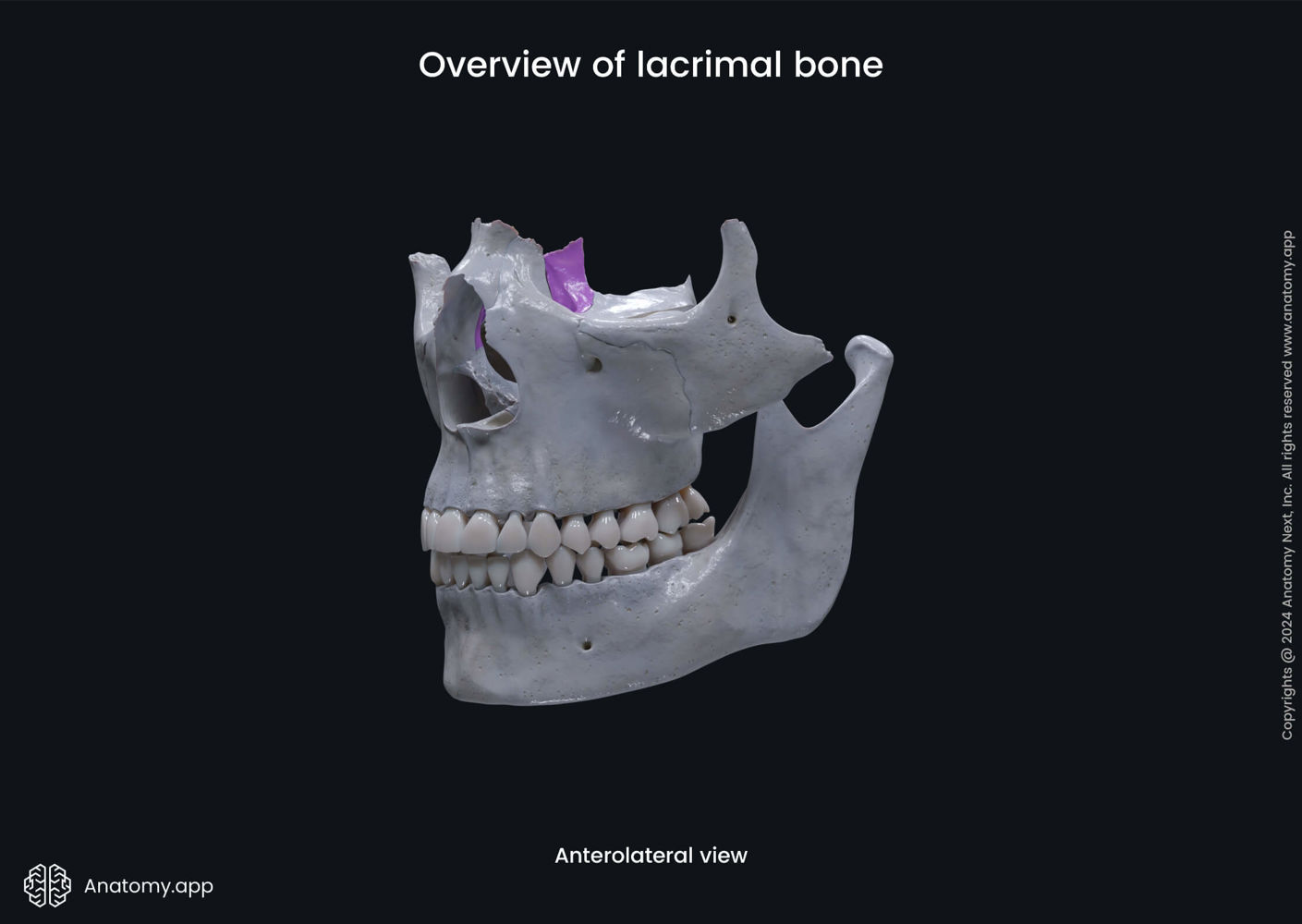 Overview Of Lacrimal Bone Media Library Anatomy App Learn Anatomy