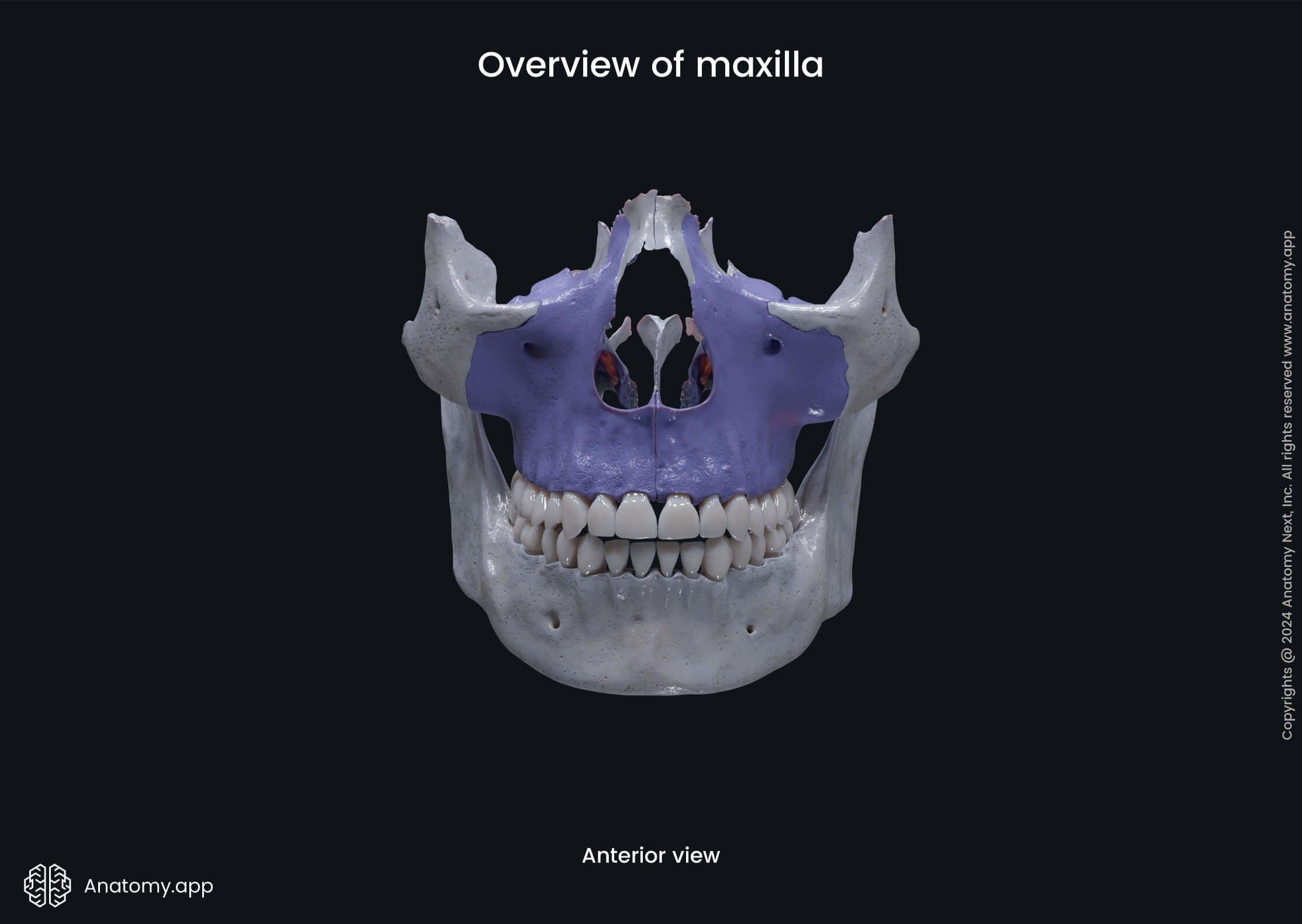 Overview of maxilla