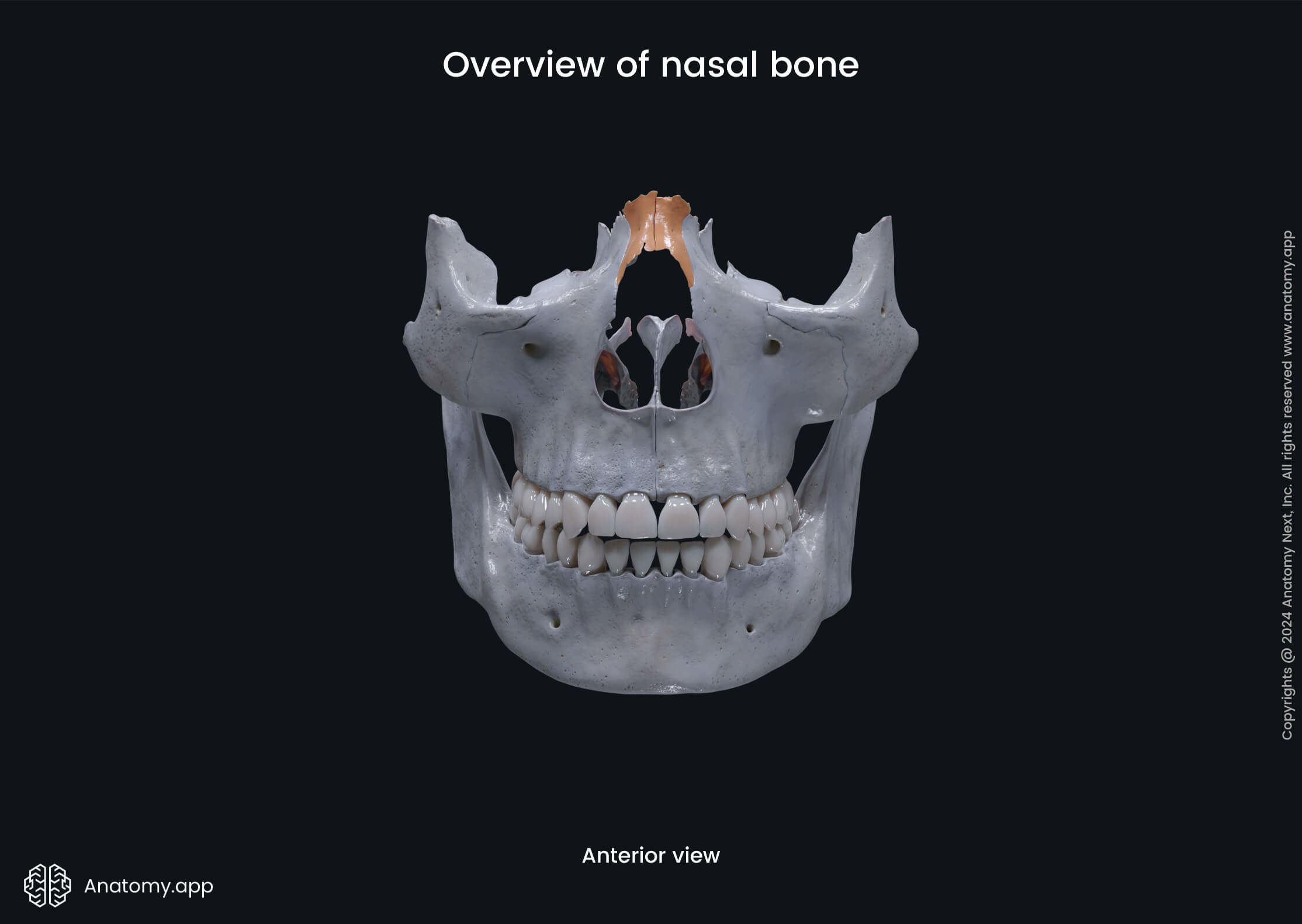 Overview of nasal bone