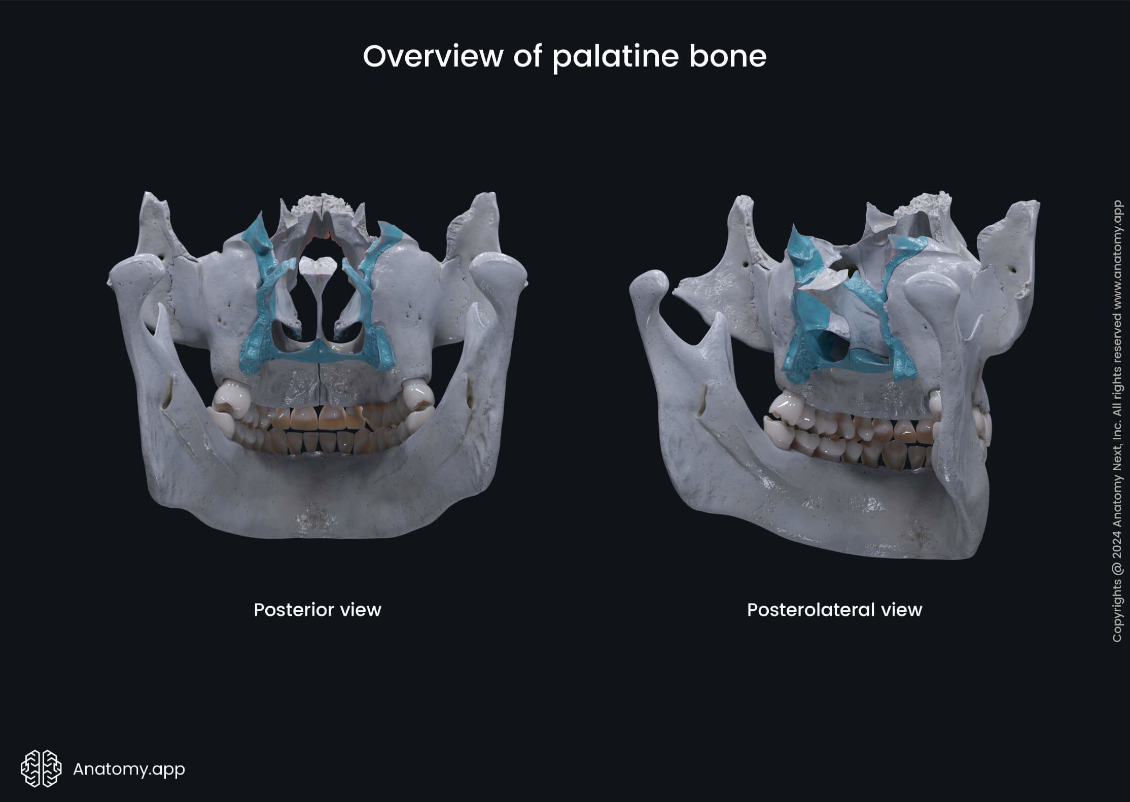 Overview of palatine bone