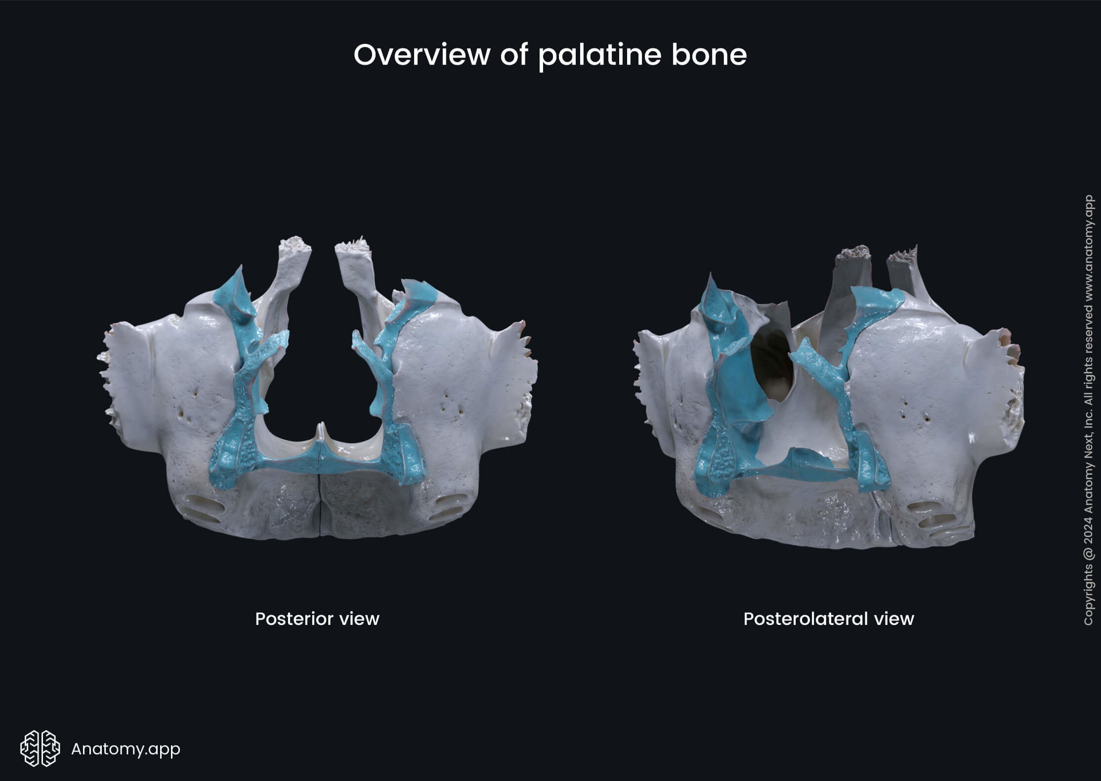 Overview of palatine bone