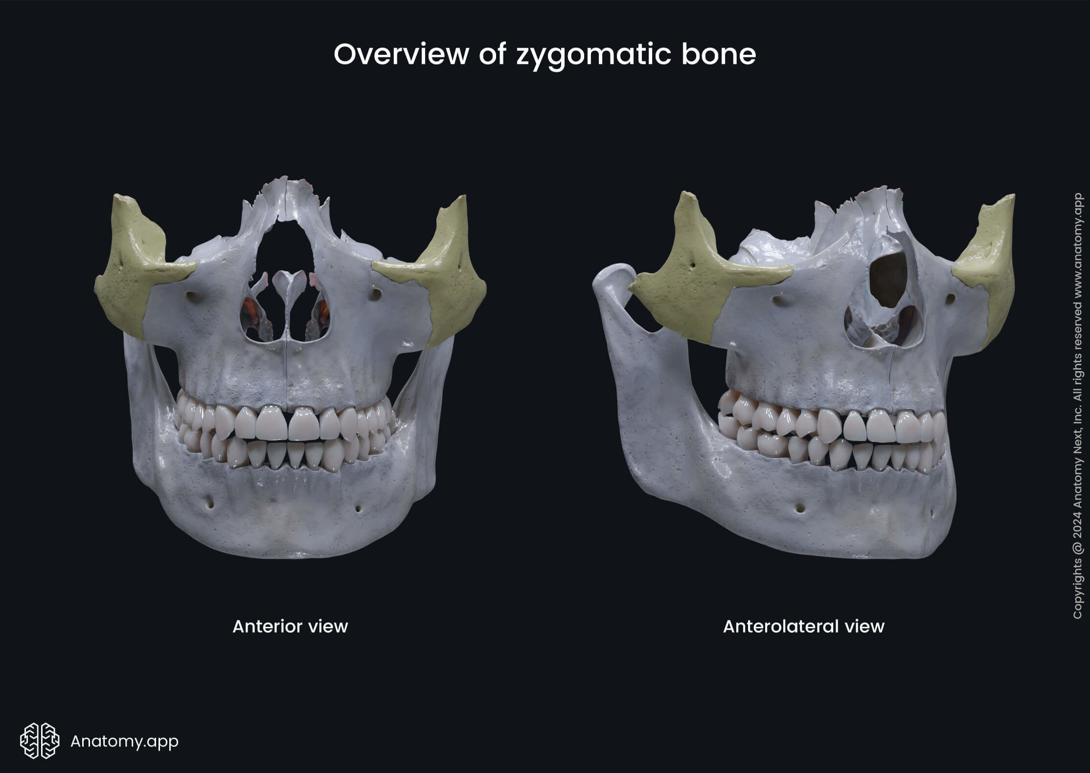 Overview of zygomatic bone