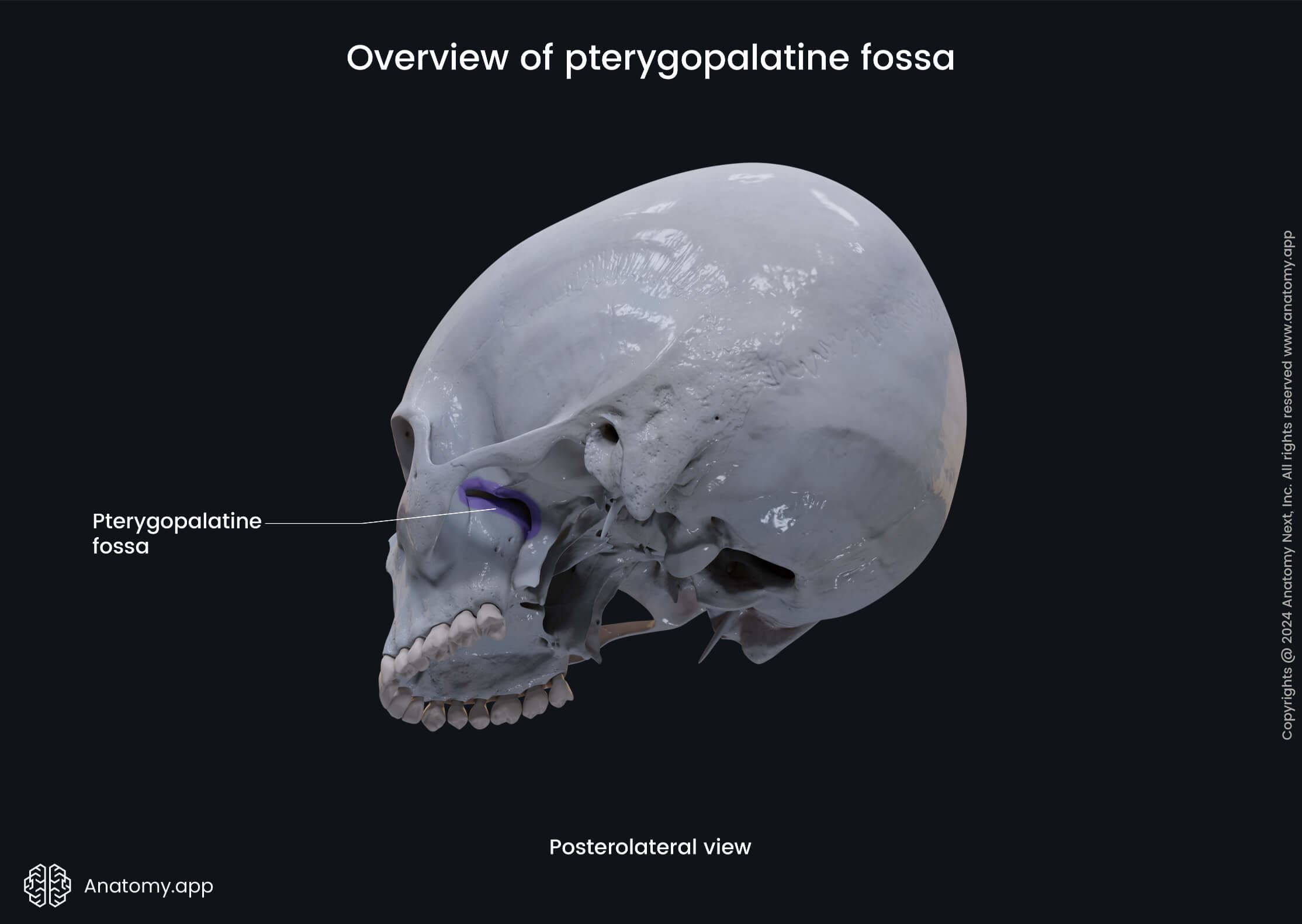 Overview of pterygopalatine fossa