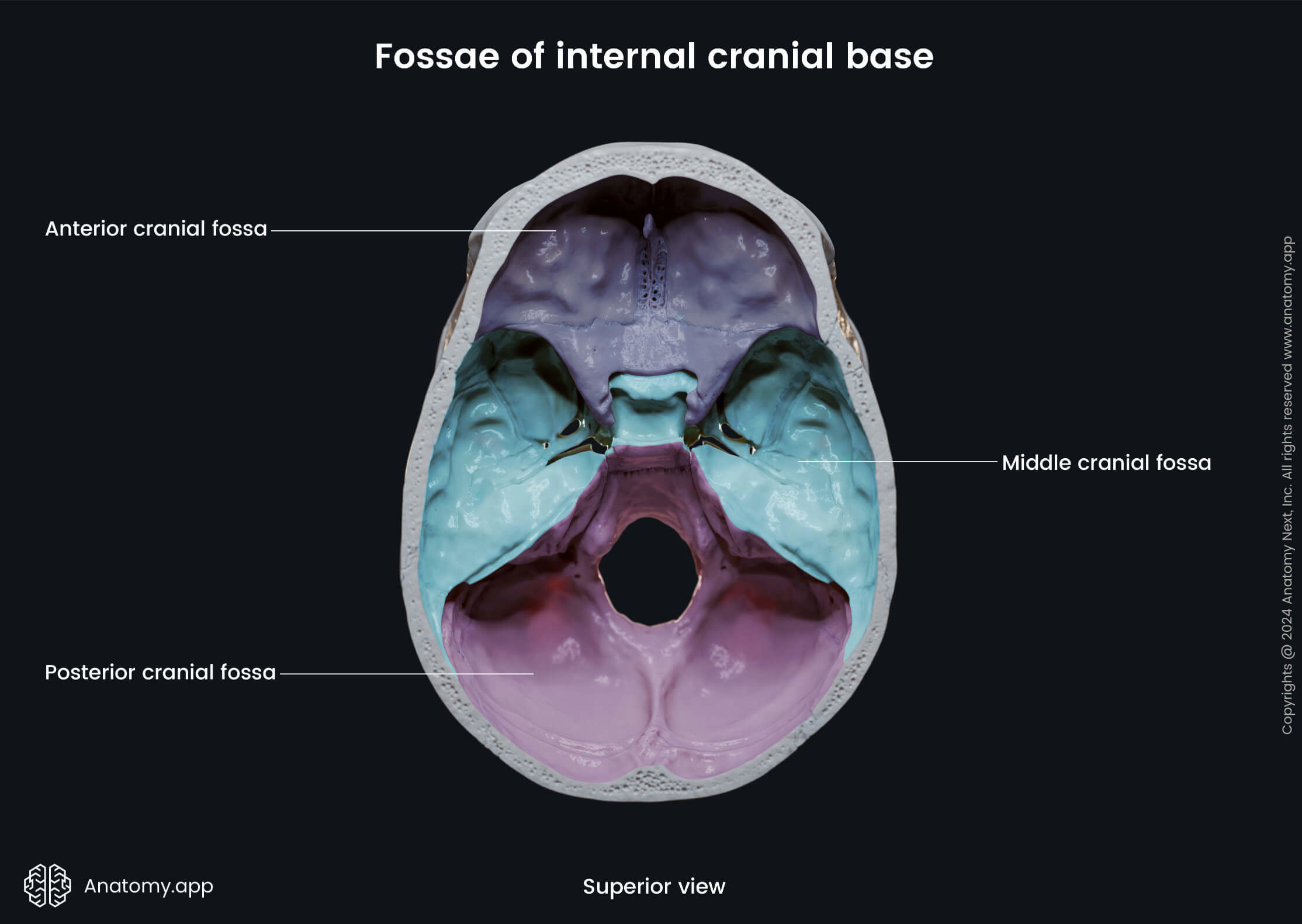 Fossae of internal cranial base