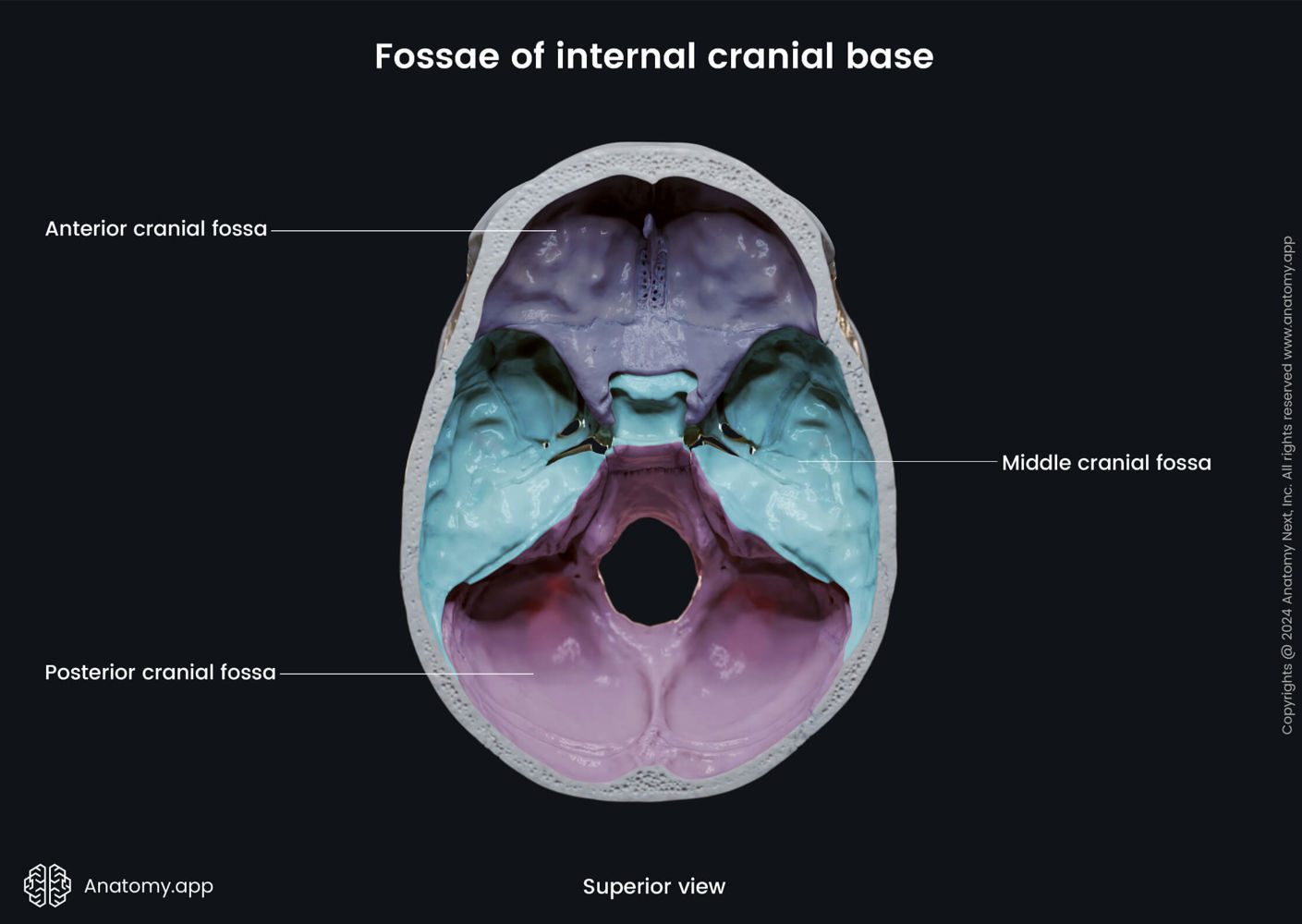 Fossae of internal cranial base | Anatomy.app