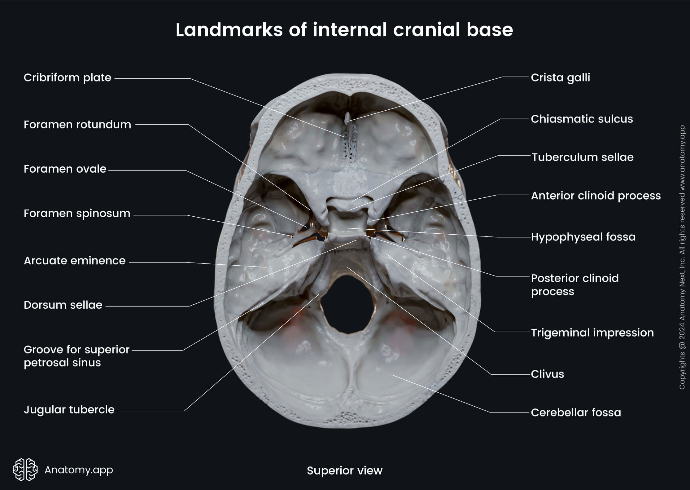 Landmarks of internal cranial base