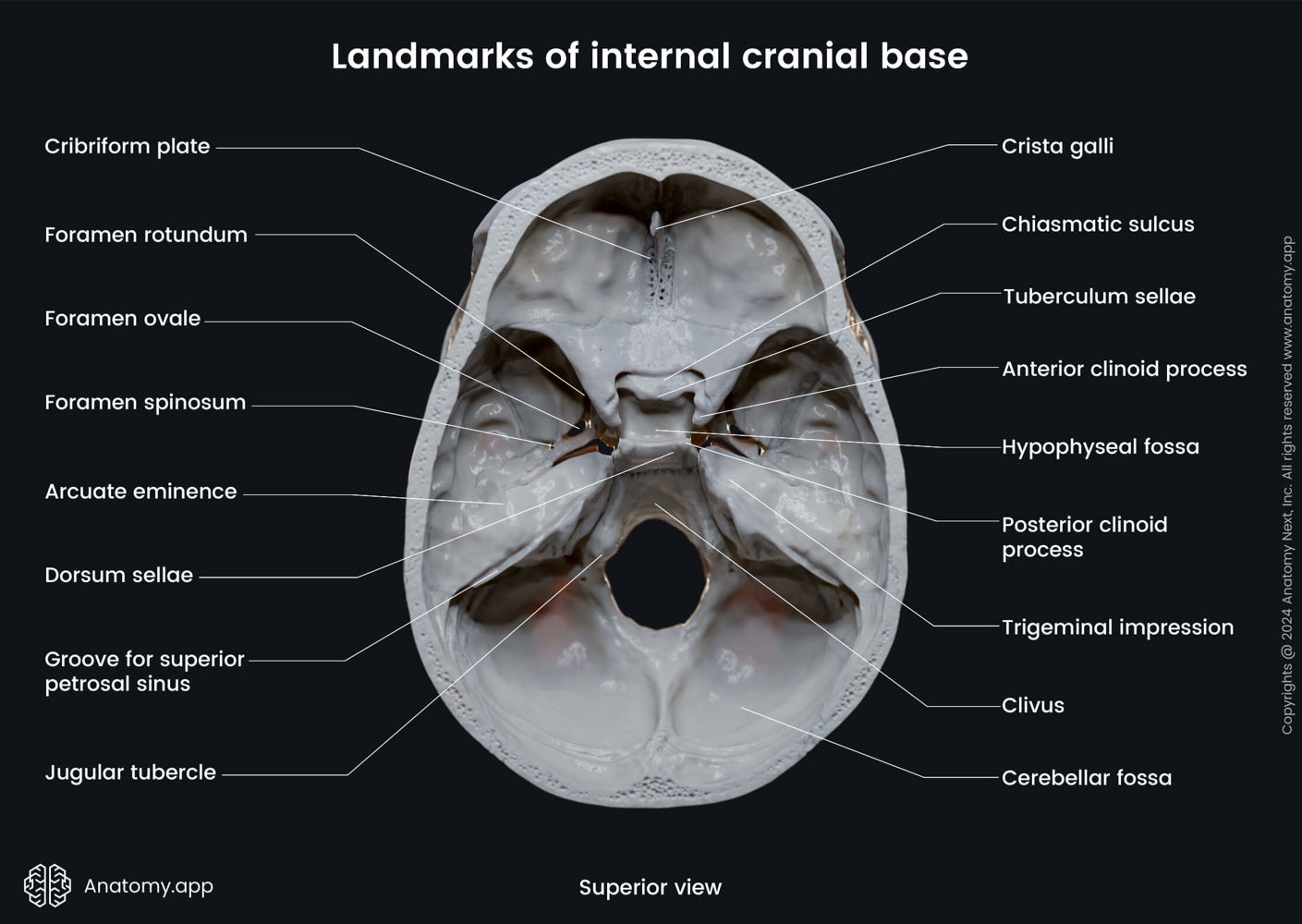 Landmarks of internal cranial base | Media Library | Anatomy.app ...