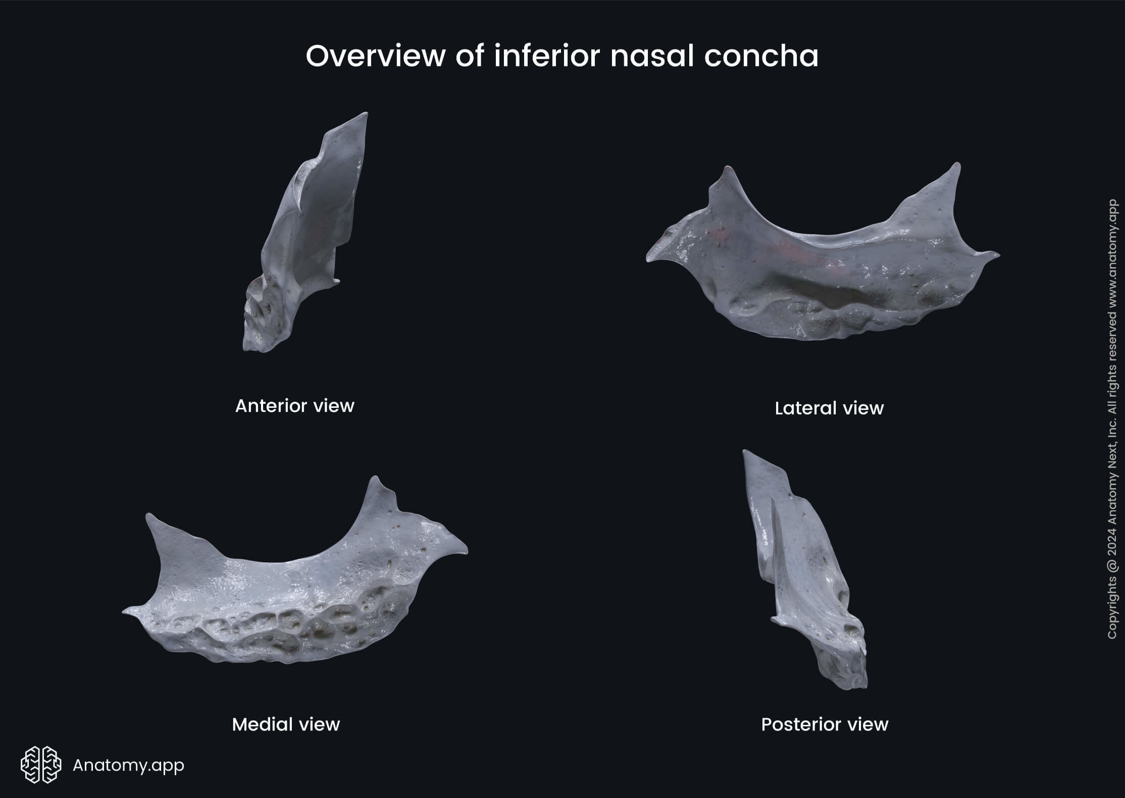 Inferior nasal concha in various views