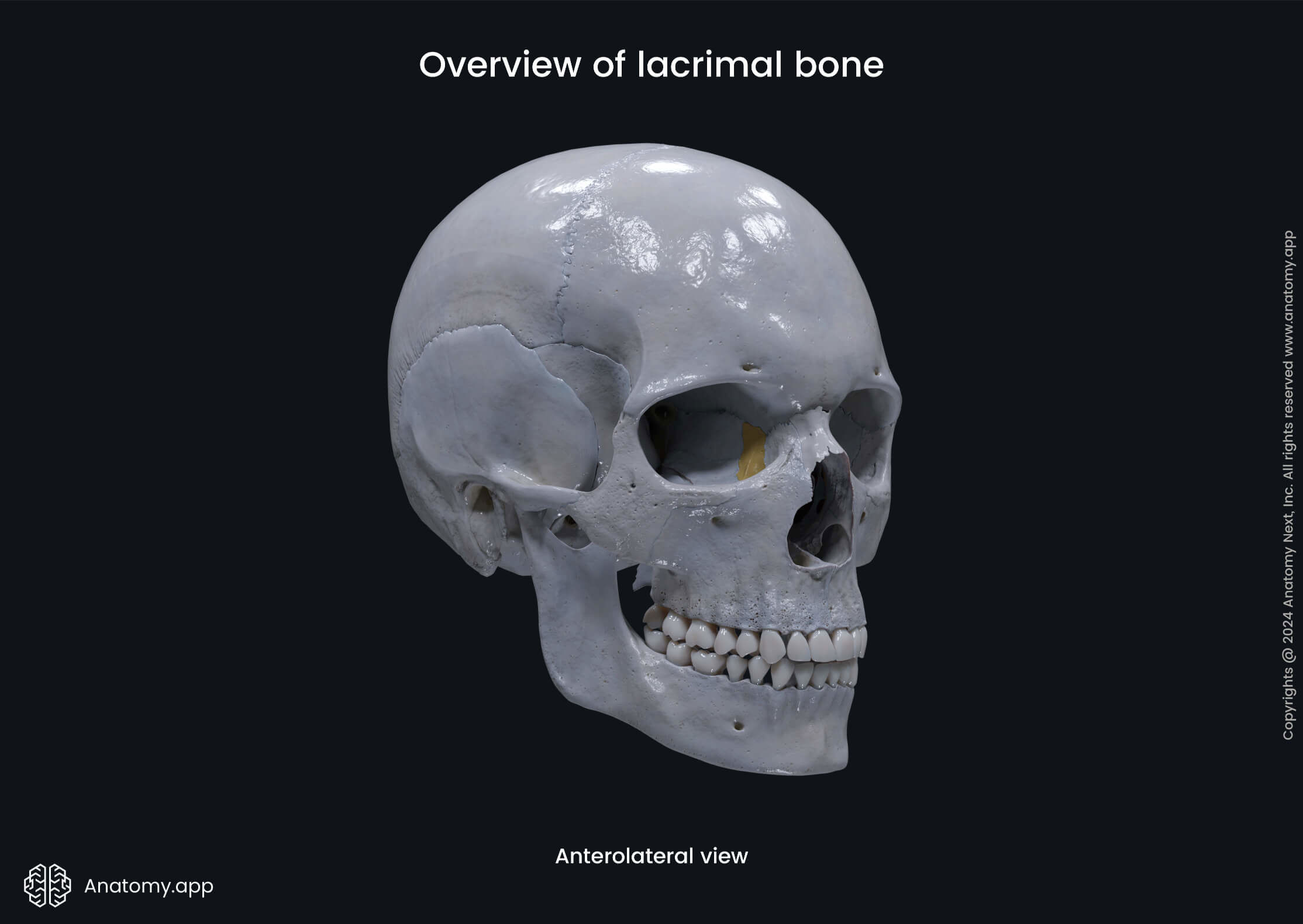 Overview of lacrimal bone