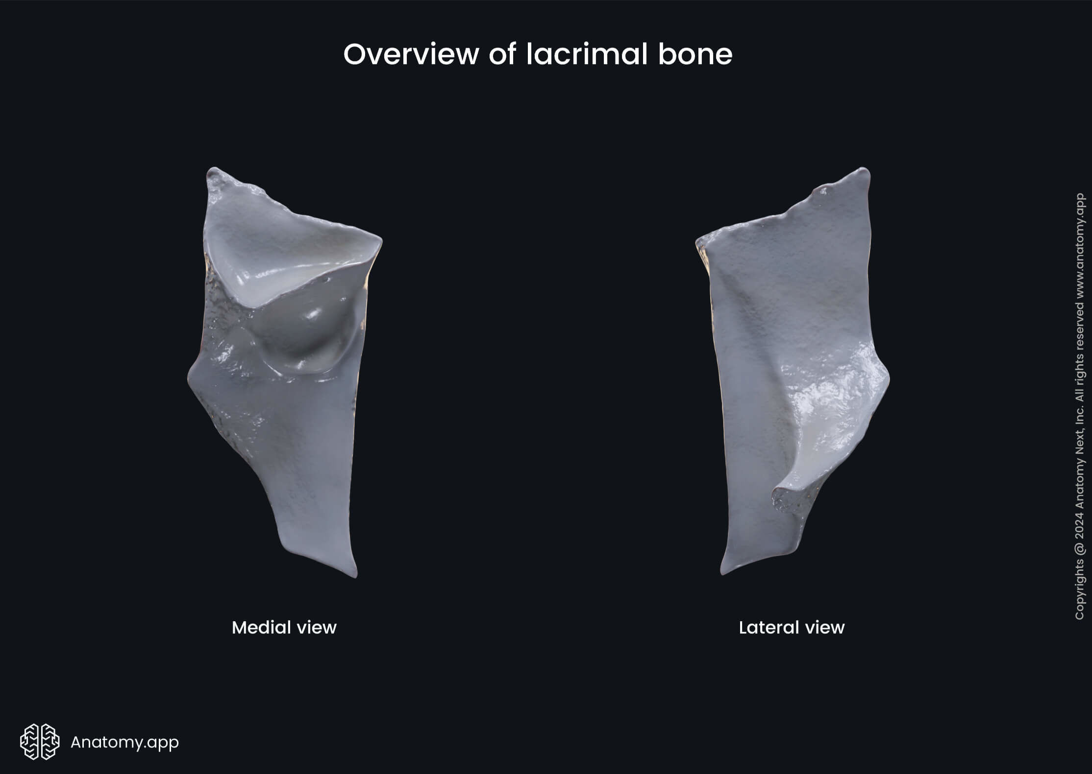 Lacrimal bone in various views