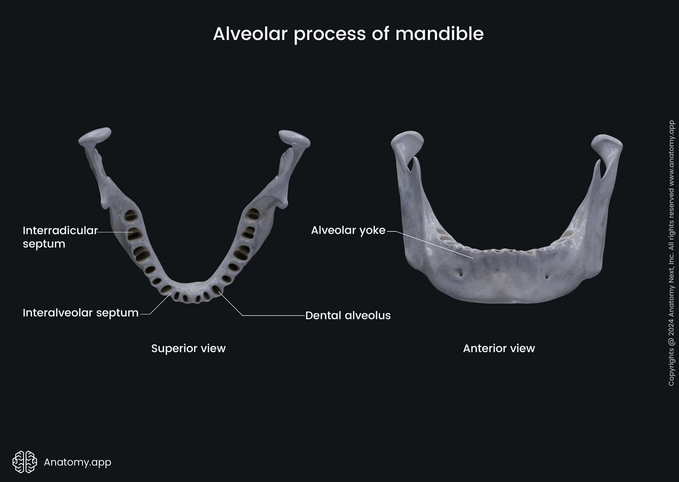 Alveolar process of mandible