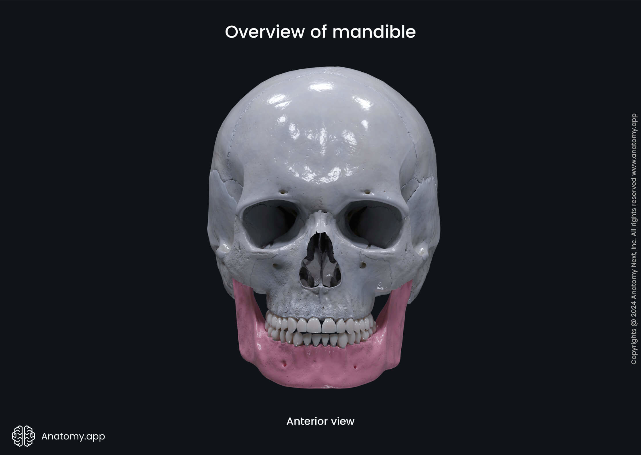 Overview of mandible (anterior view)