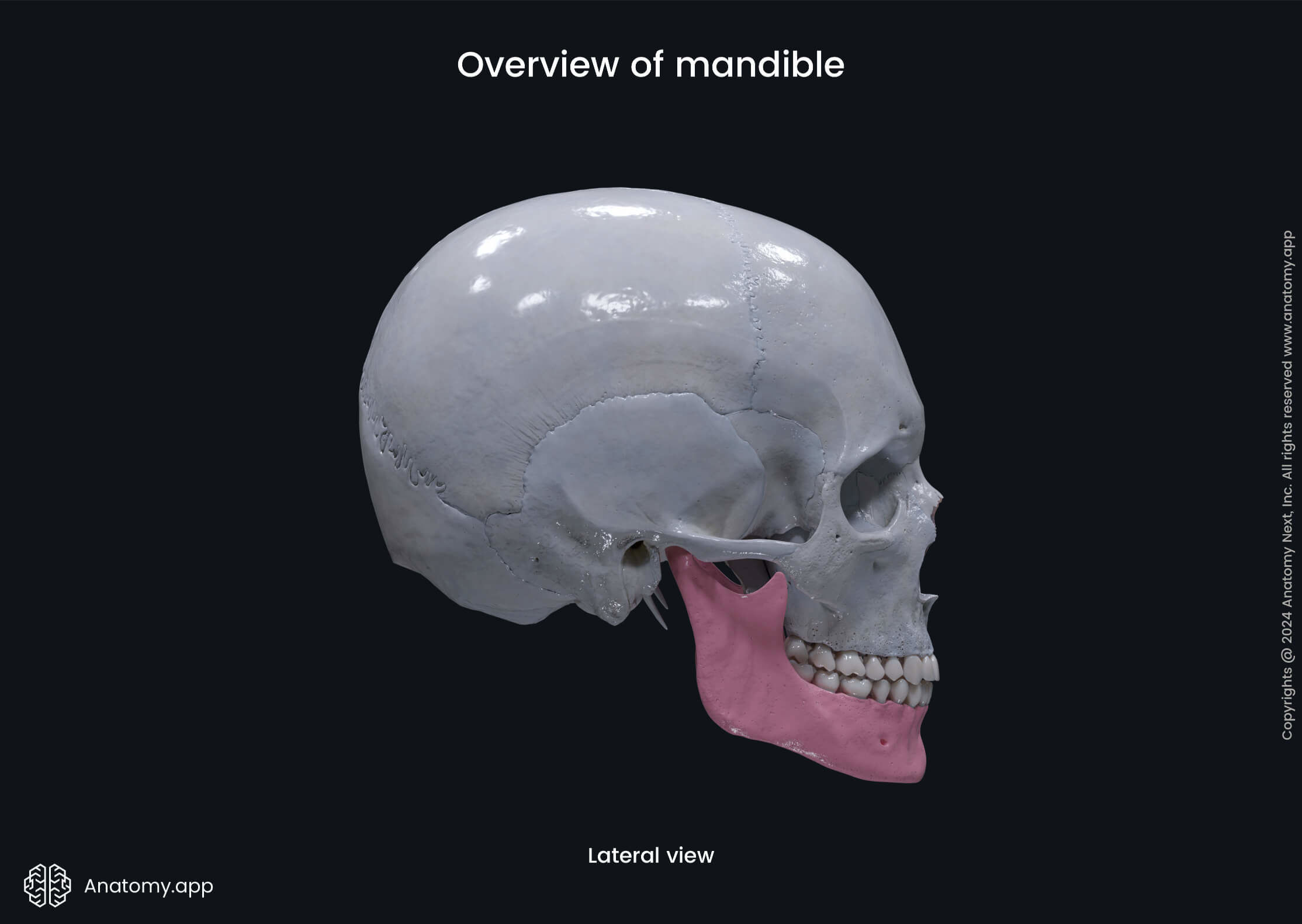 Overview of mandible (lateral view)