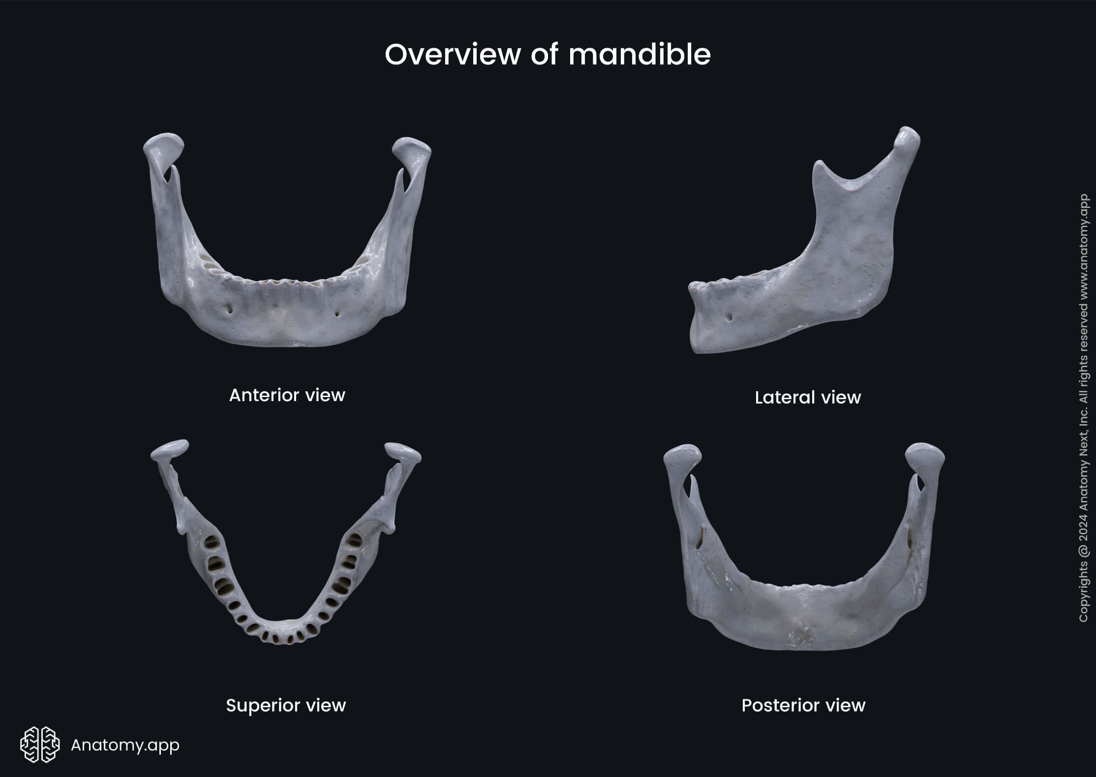 Mandible in various views