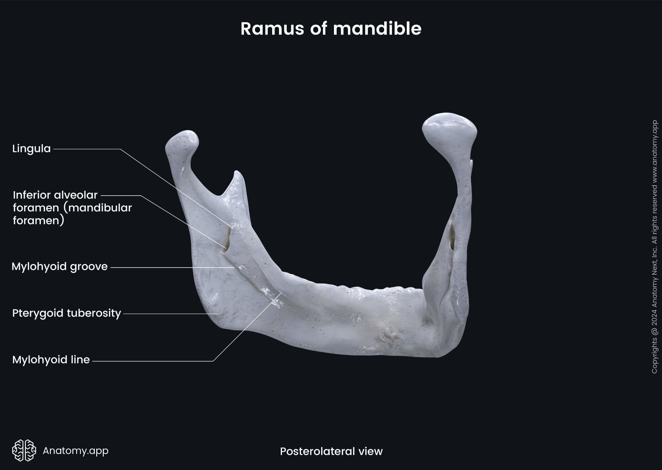 Ramus of mandible