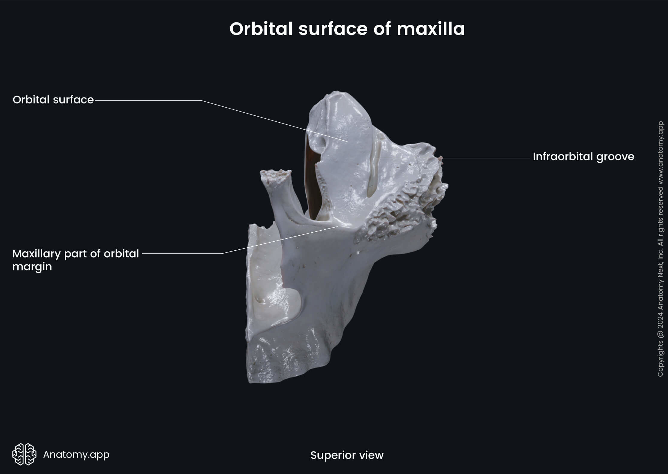 Orbital surface of maxilla