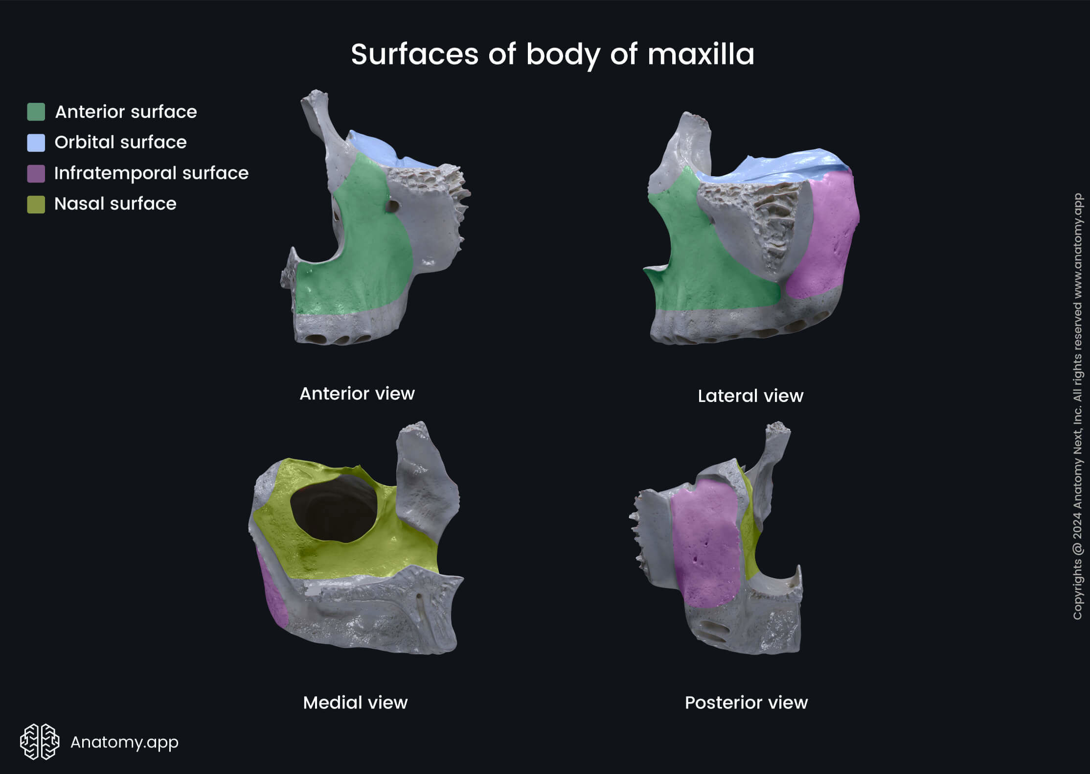 Surfaces of body of maxilla