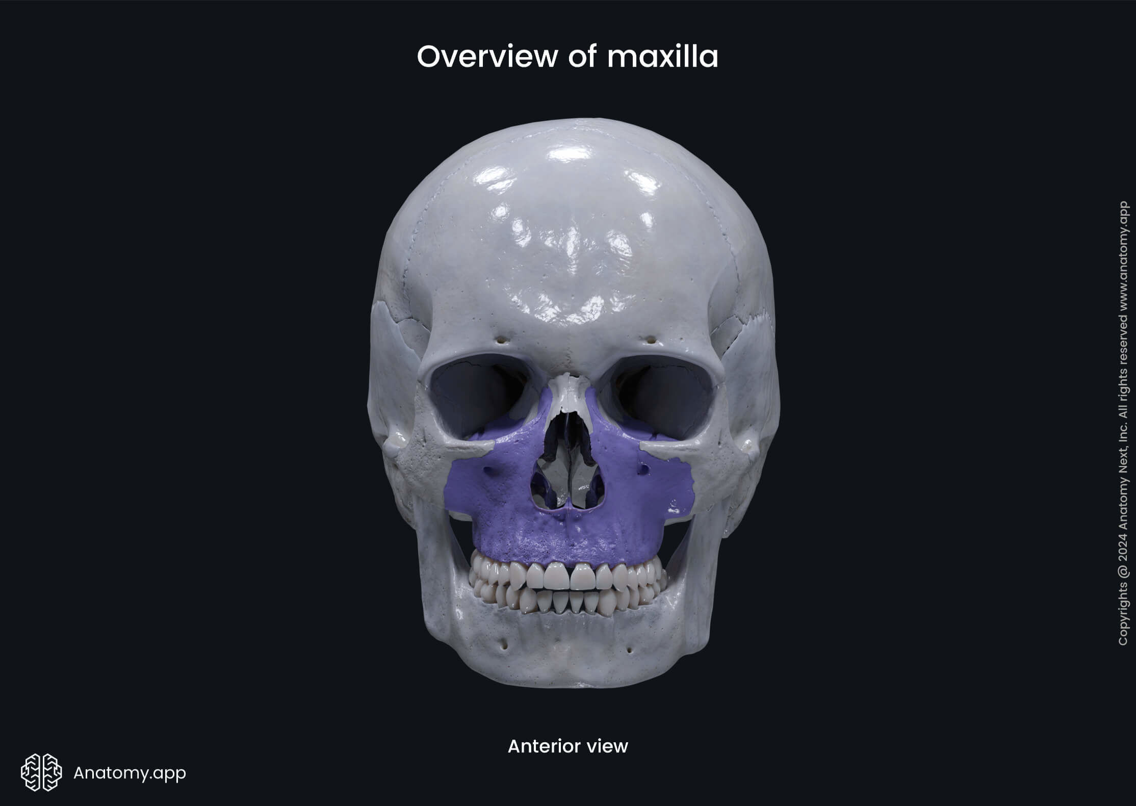 Overview of maxilla (anterior view)