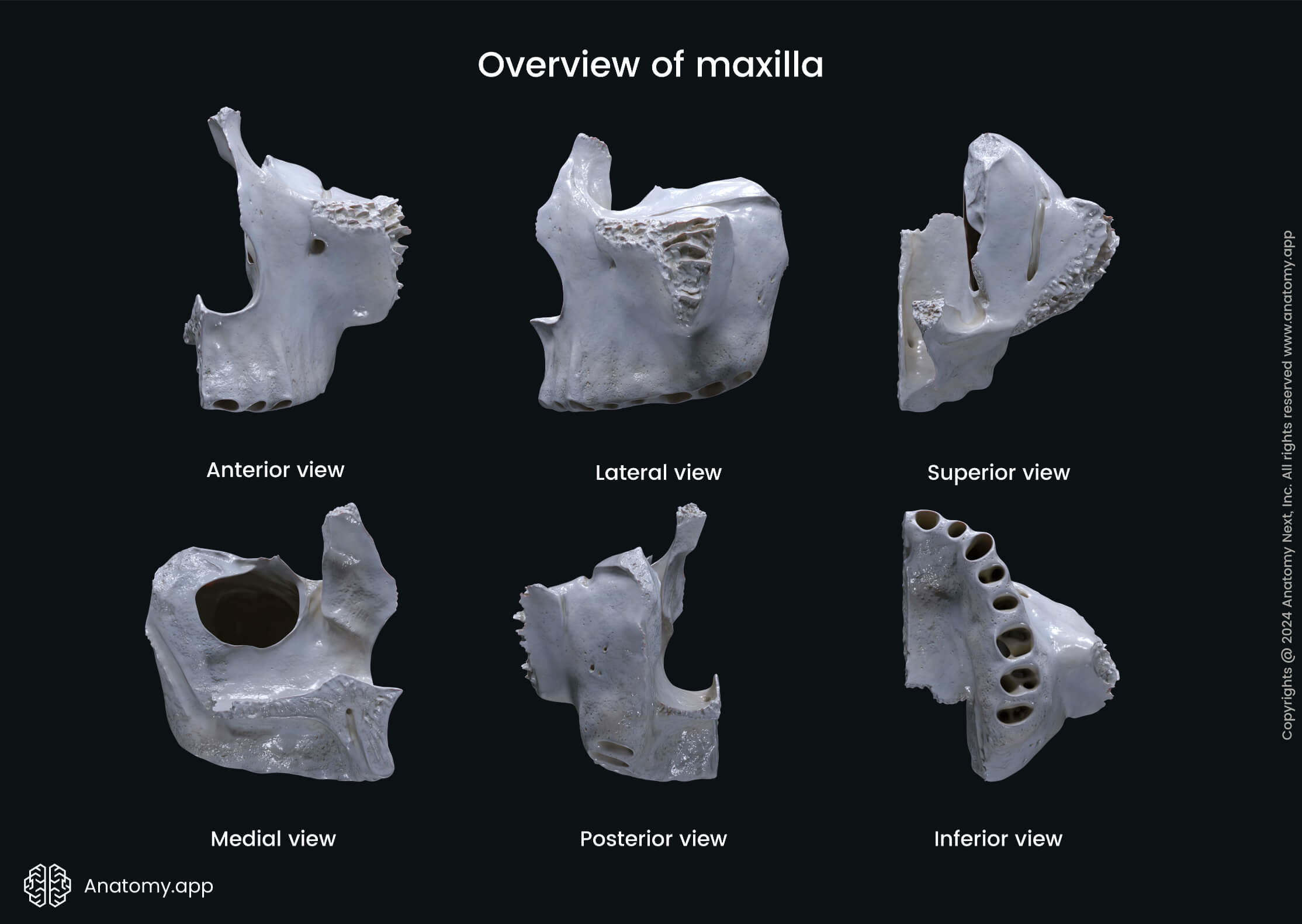 Overview of maxilla