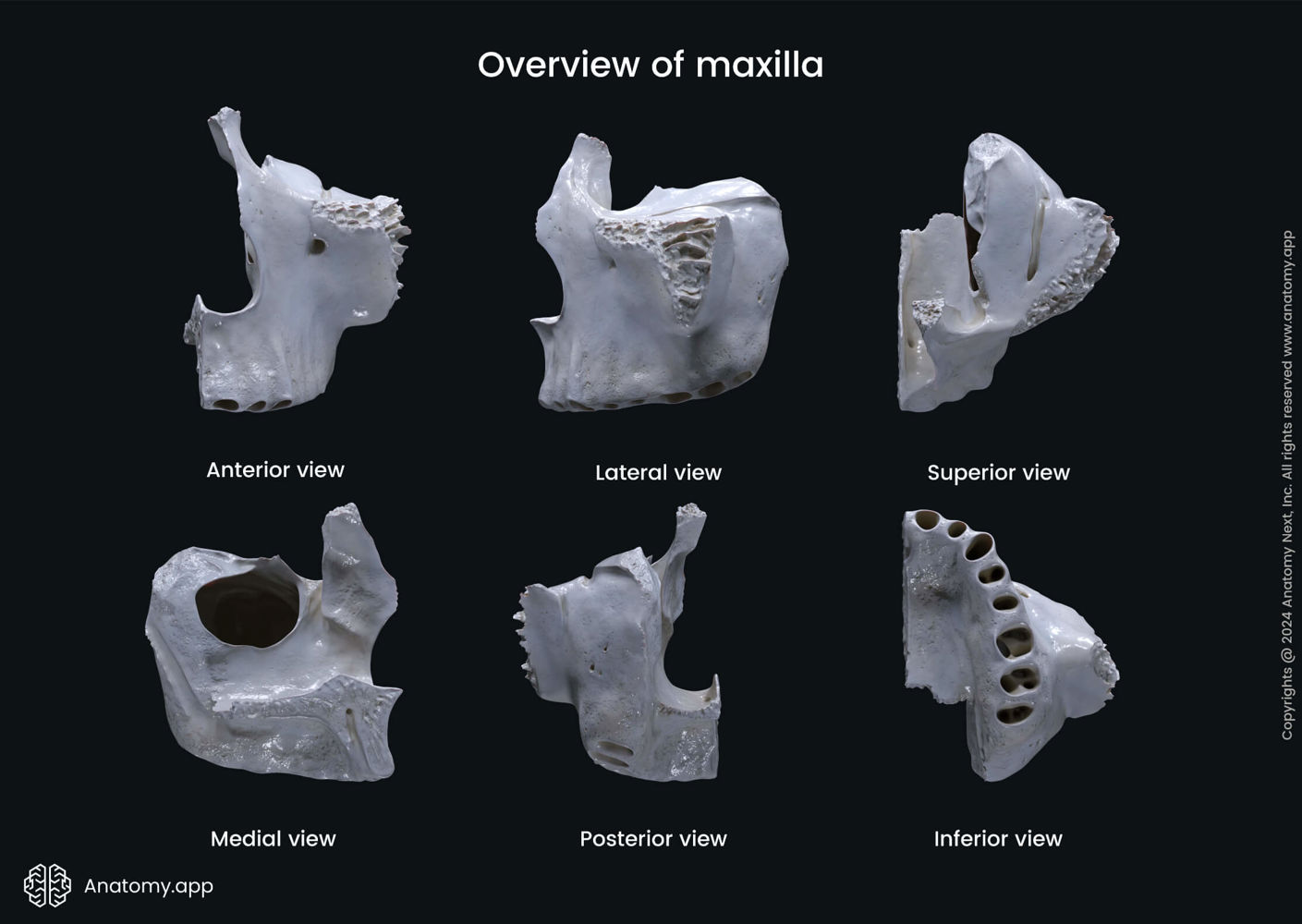 Overview of maxilla | Media Library | Anatomy.app | Learn anatomy | 3D ...