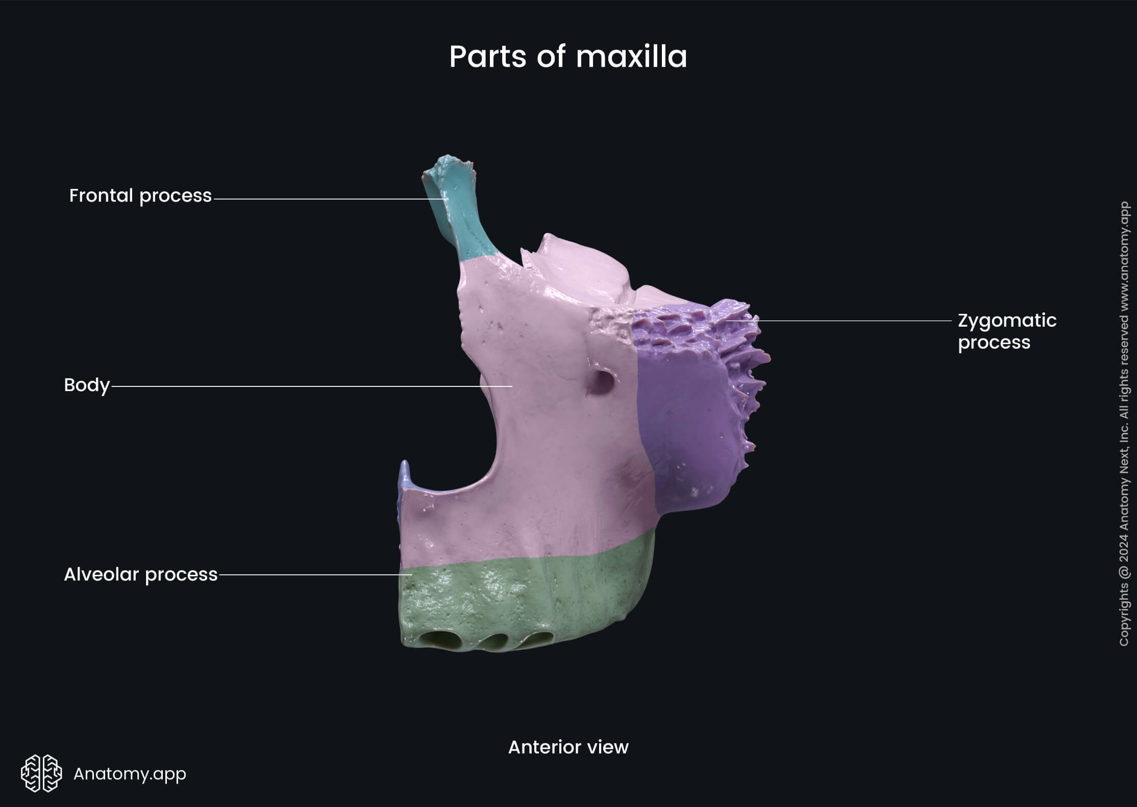 Parts of maxilla (anterior view)