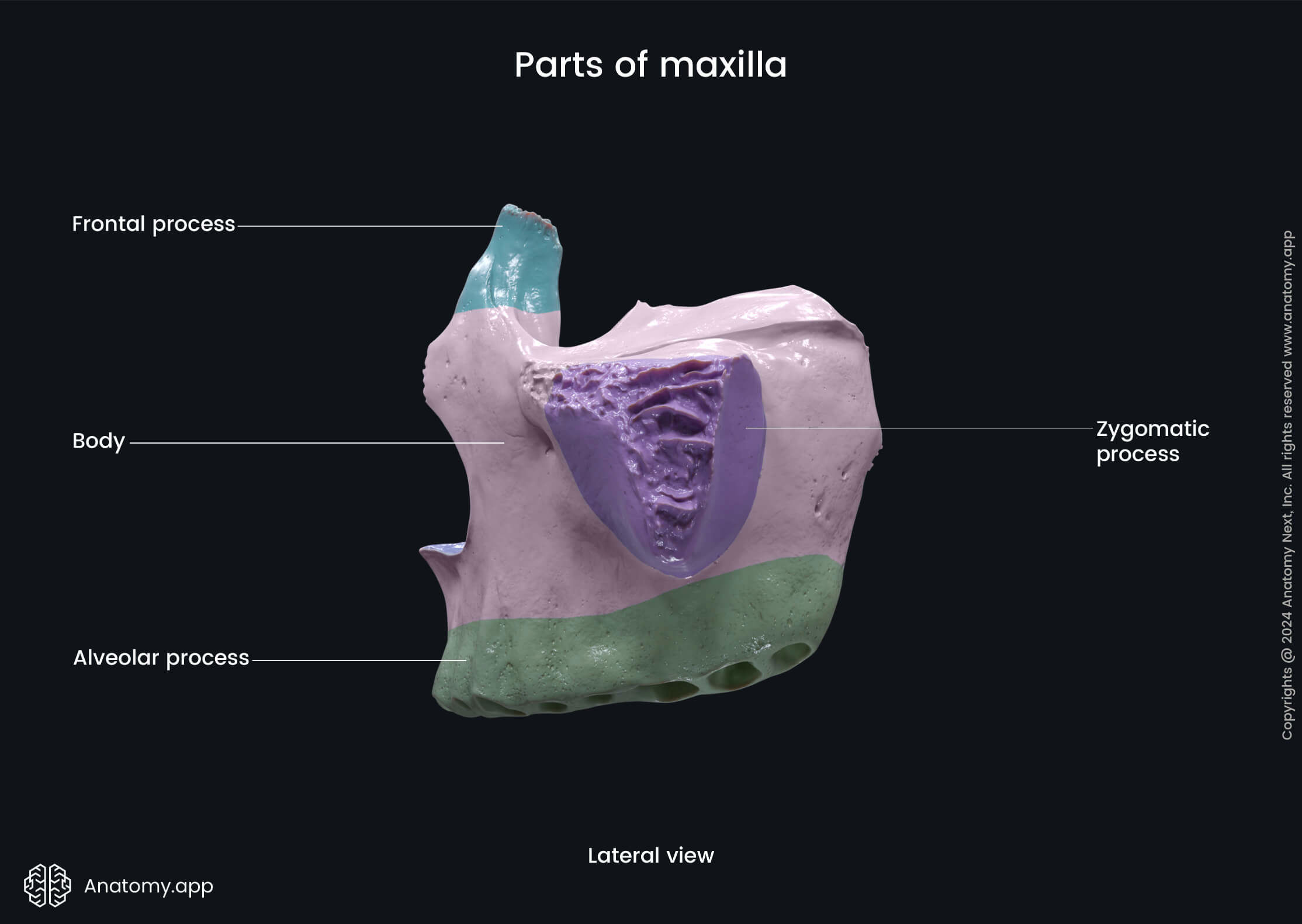 Parts of maxilla (lateral view)