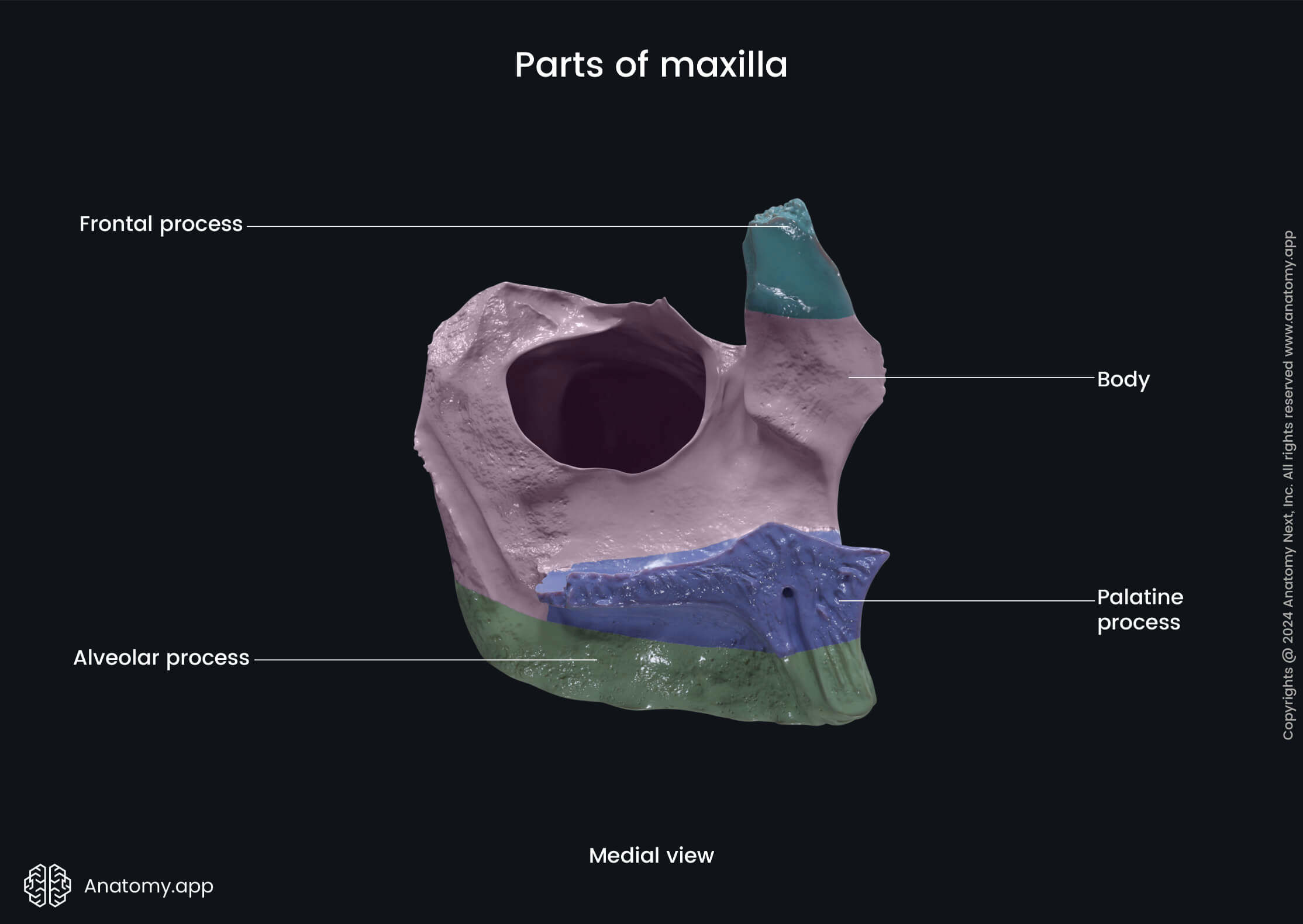 Parts of maxilla (medial view)