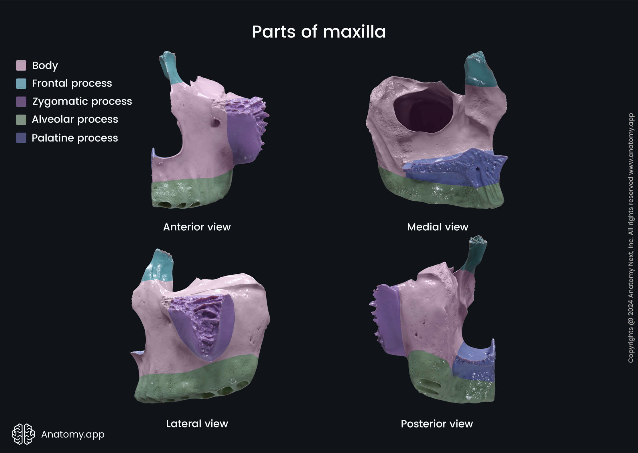 Parts of maxilla (overview)