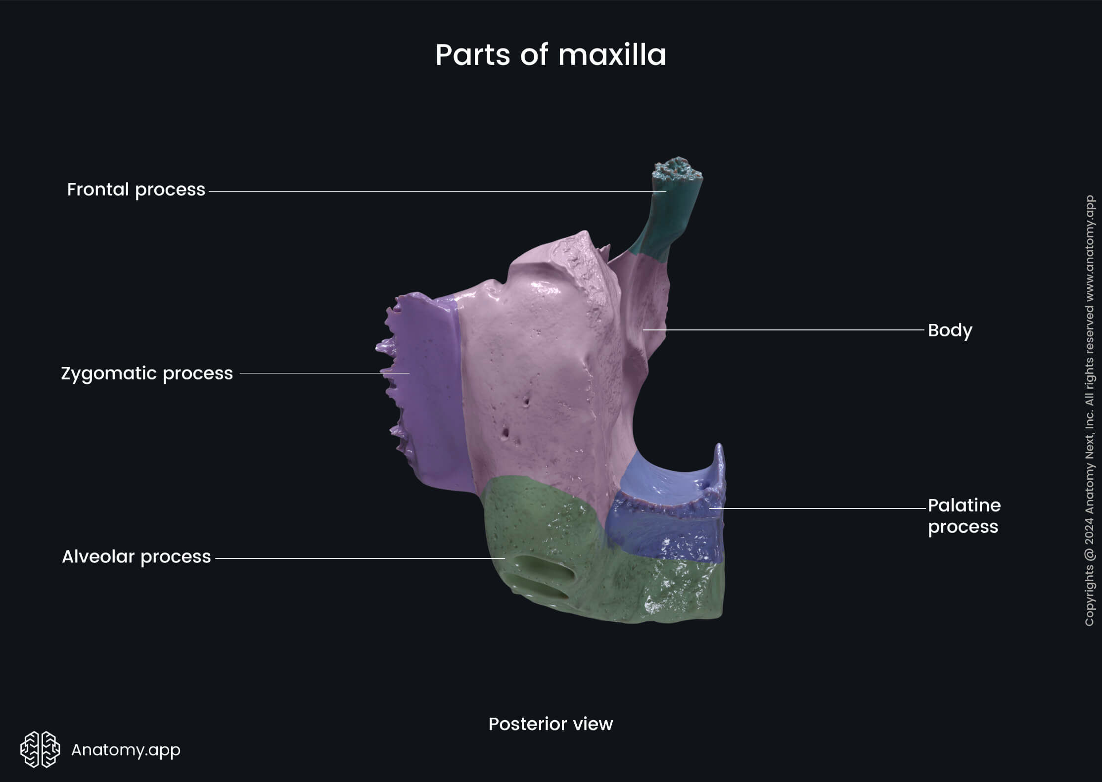 Parts of maxilla (posterior view)