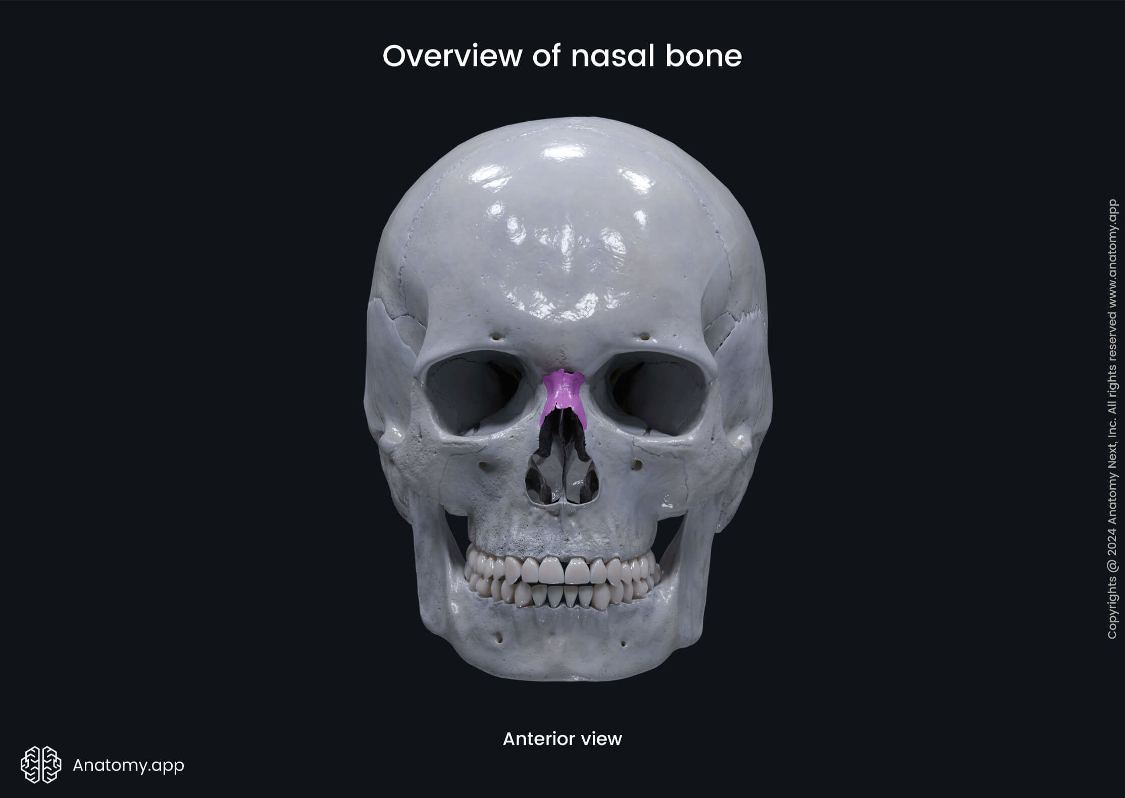 Overview of nasal bone