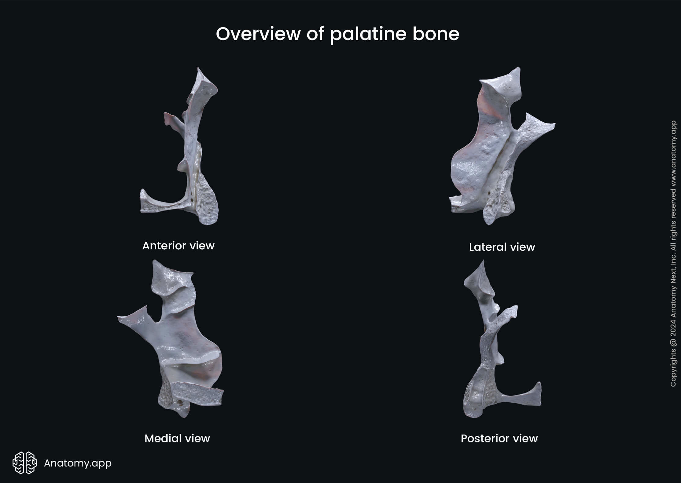 Palatine bone in various views