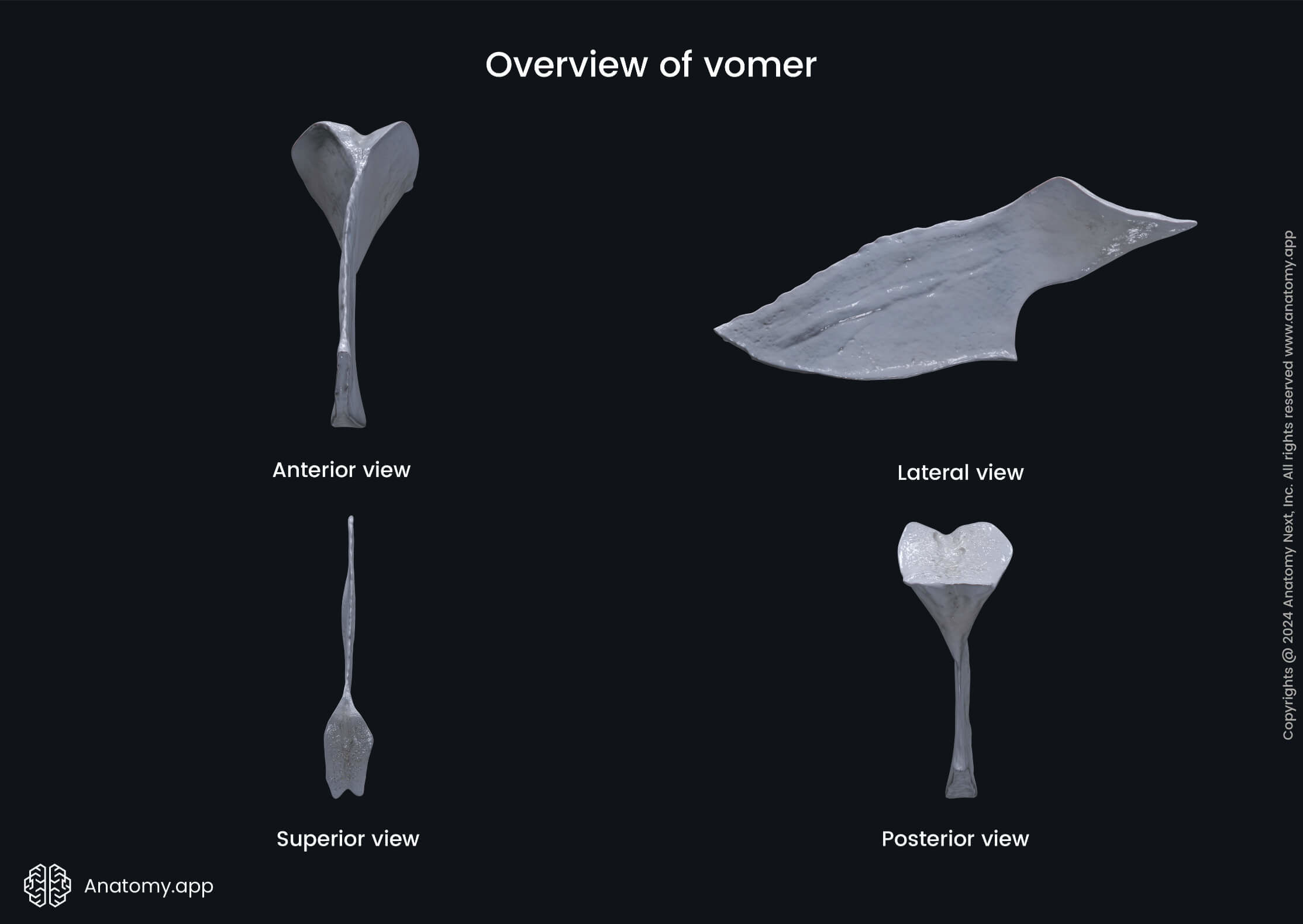 Vomer in various views