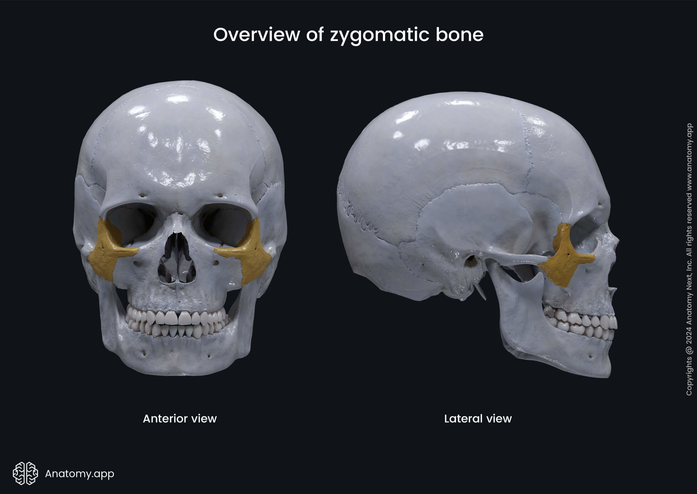 Overview of zygomatic bone