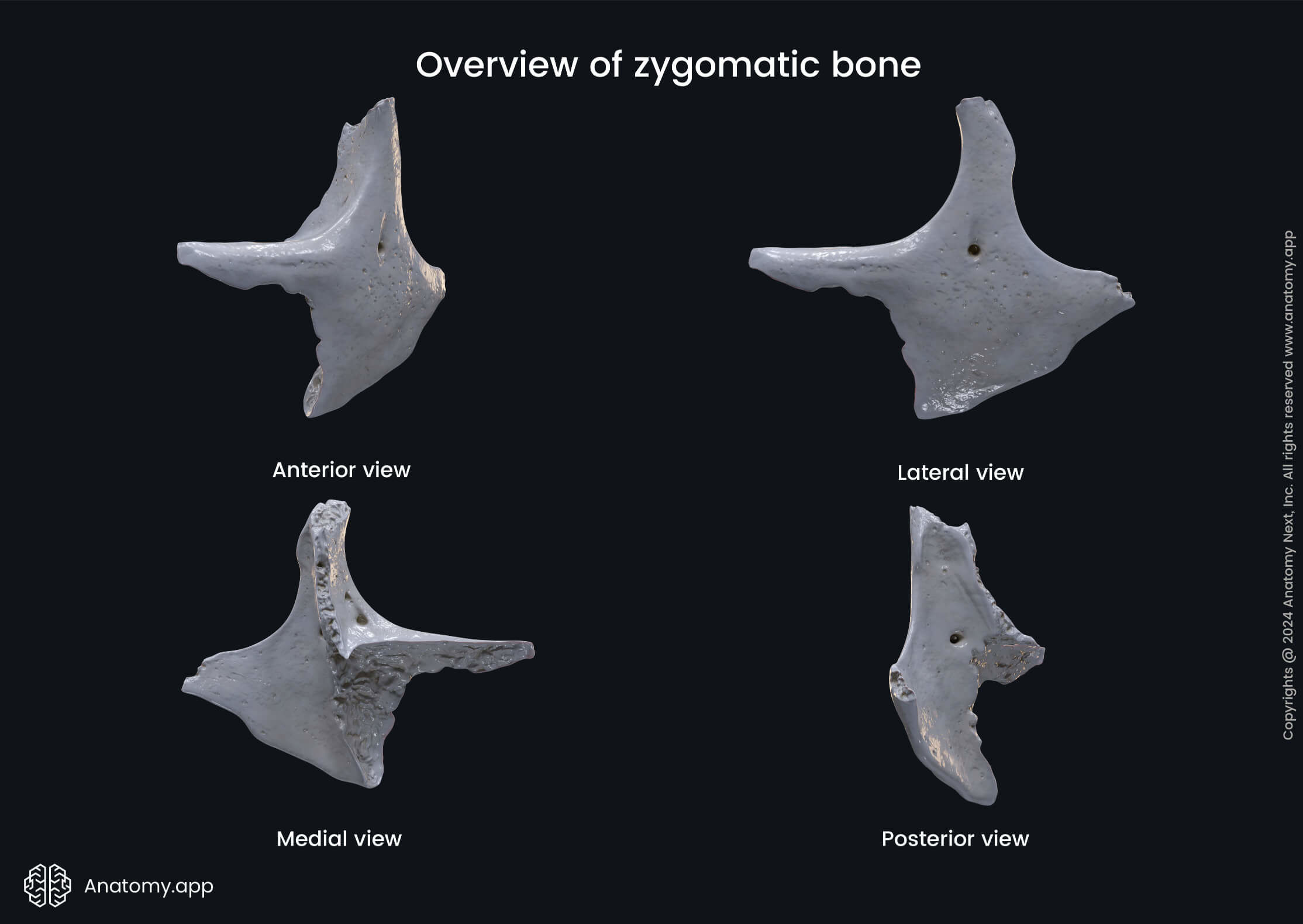 Zygomatic bone in various views