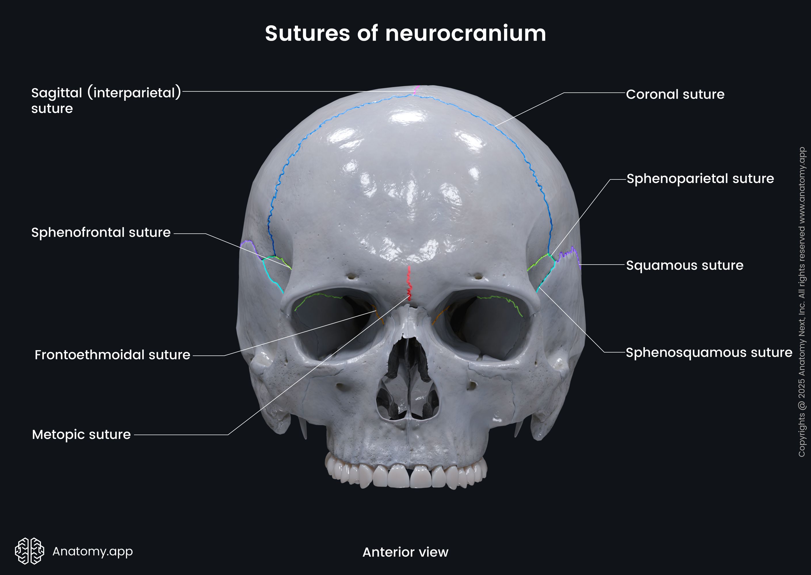 Sutures of neurocranium (anterior view)