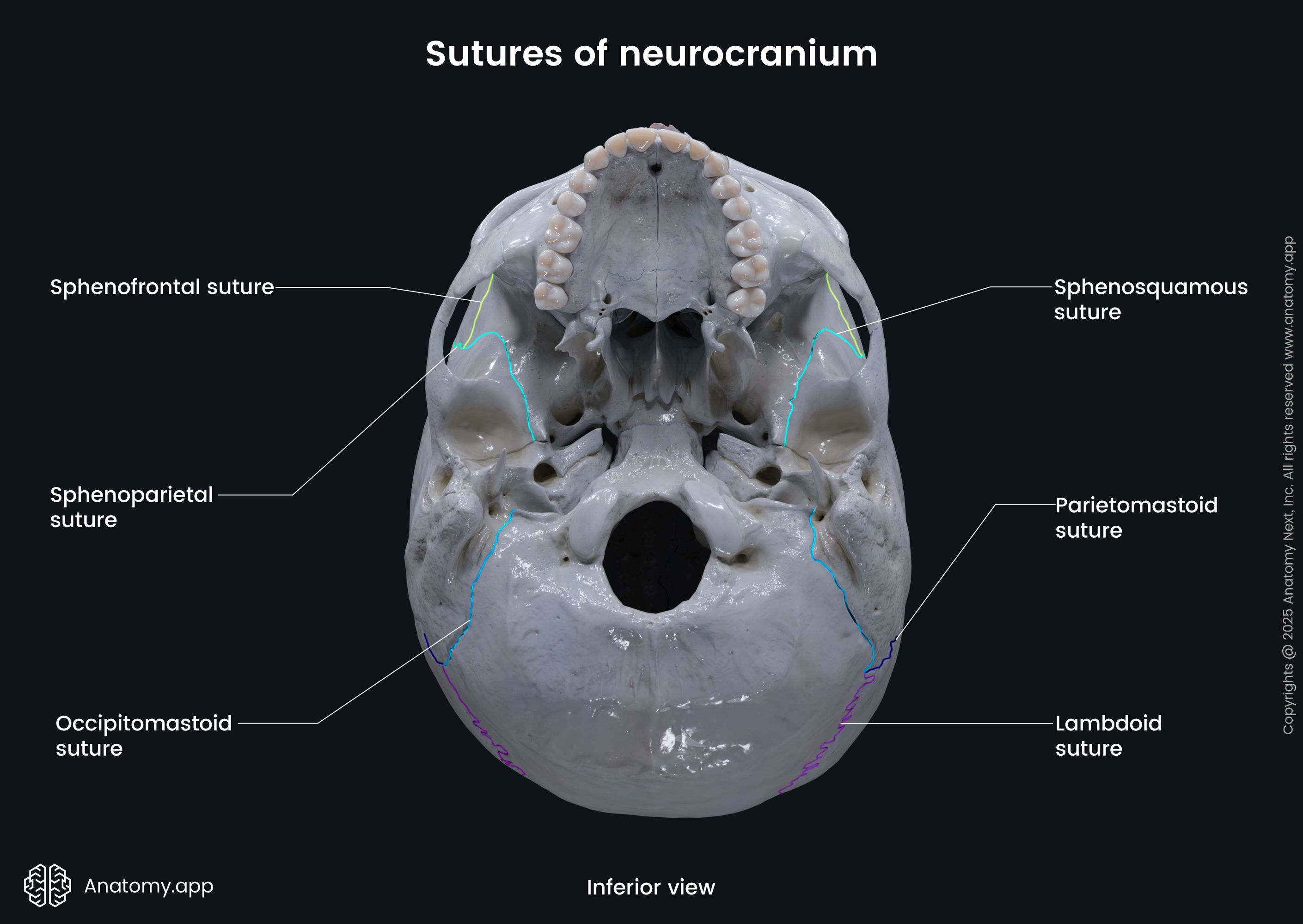 Sutures of neurocranium (inferior view)
