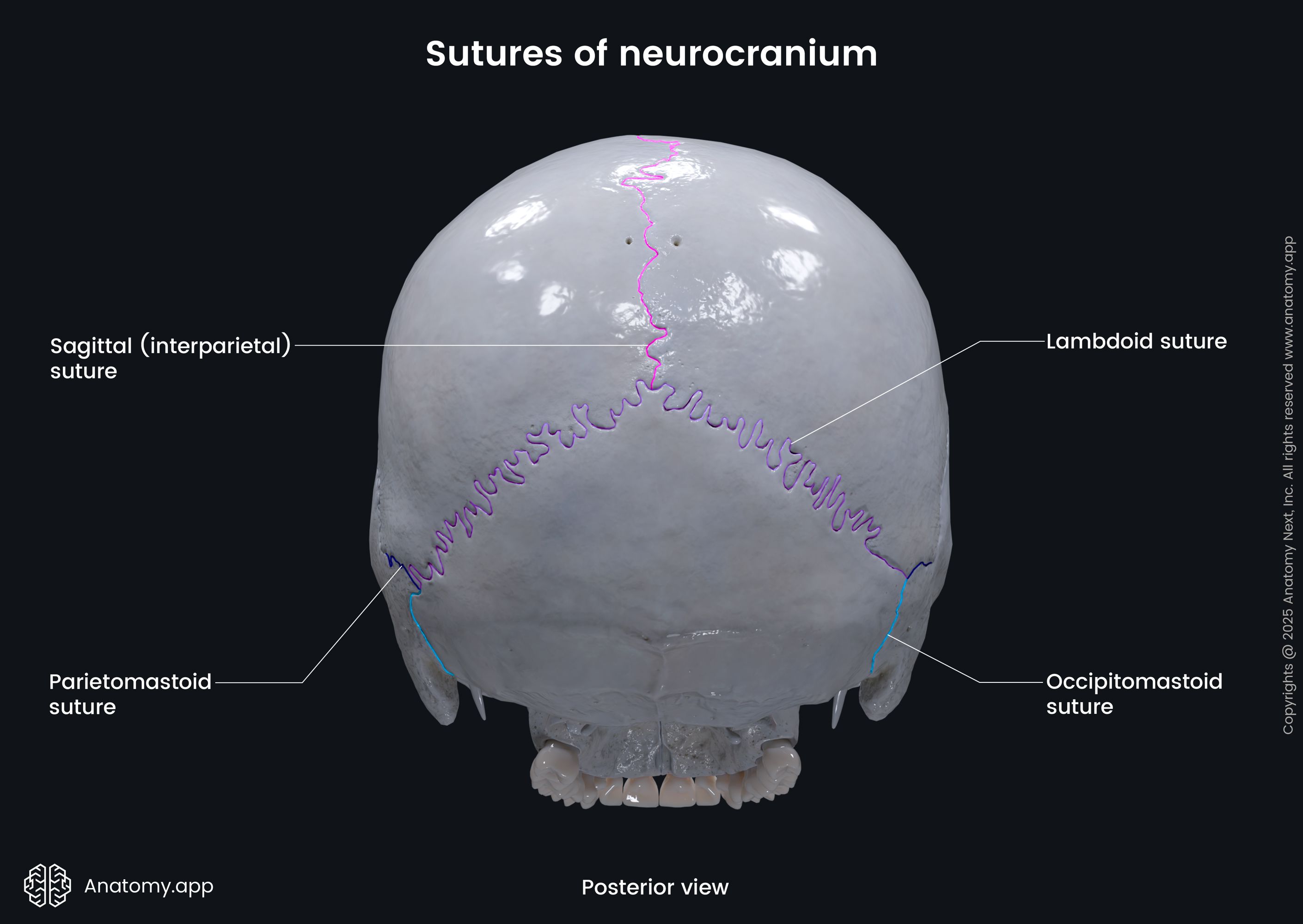 Sutures of neurocranium (posterior view)
