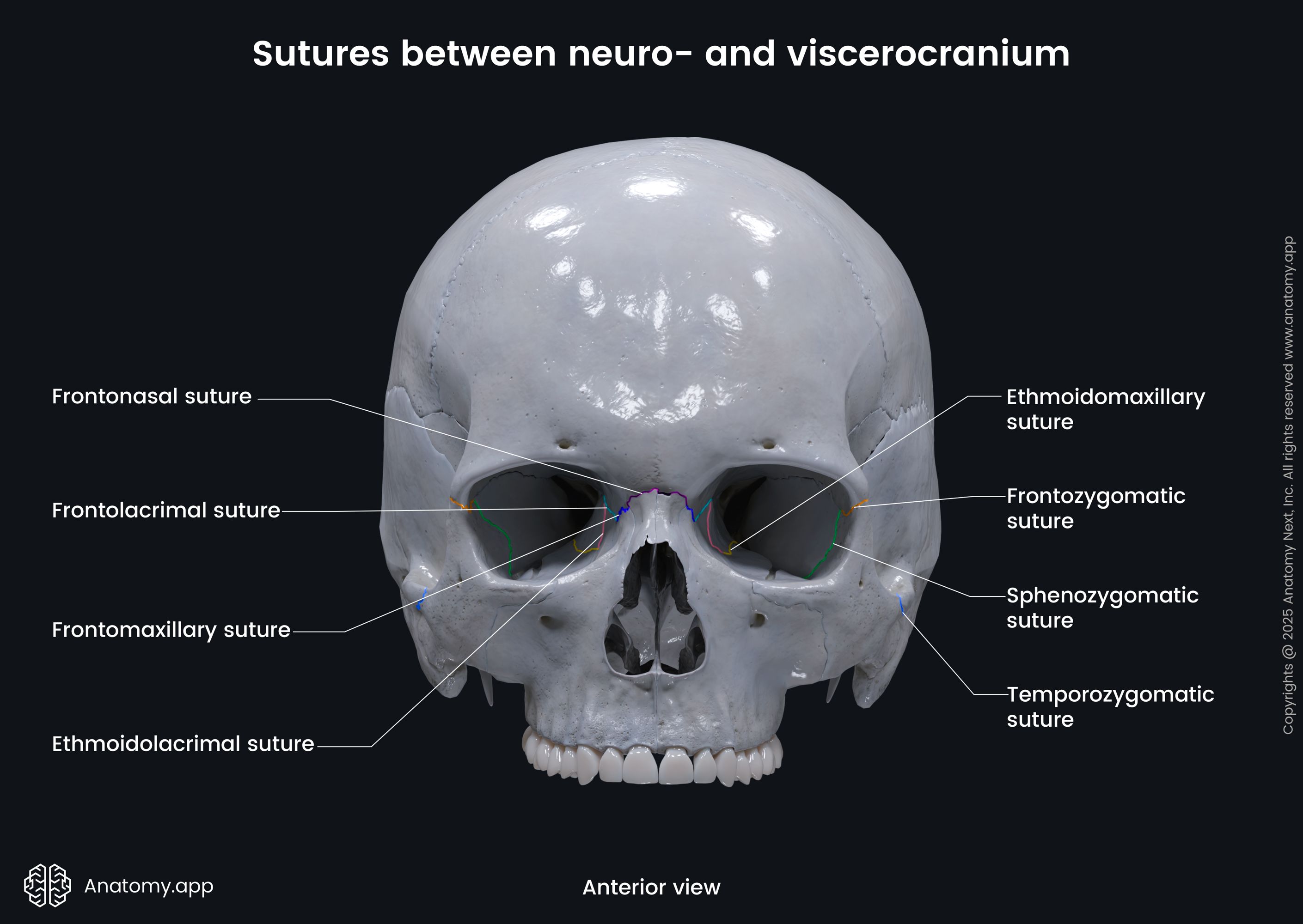 Sutures between neurocranium and viscerocranium (anterior view)