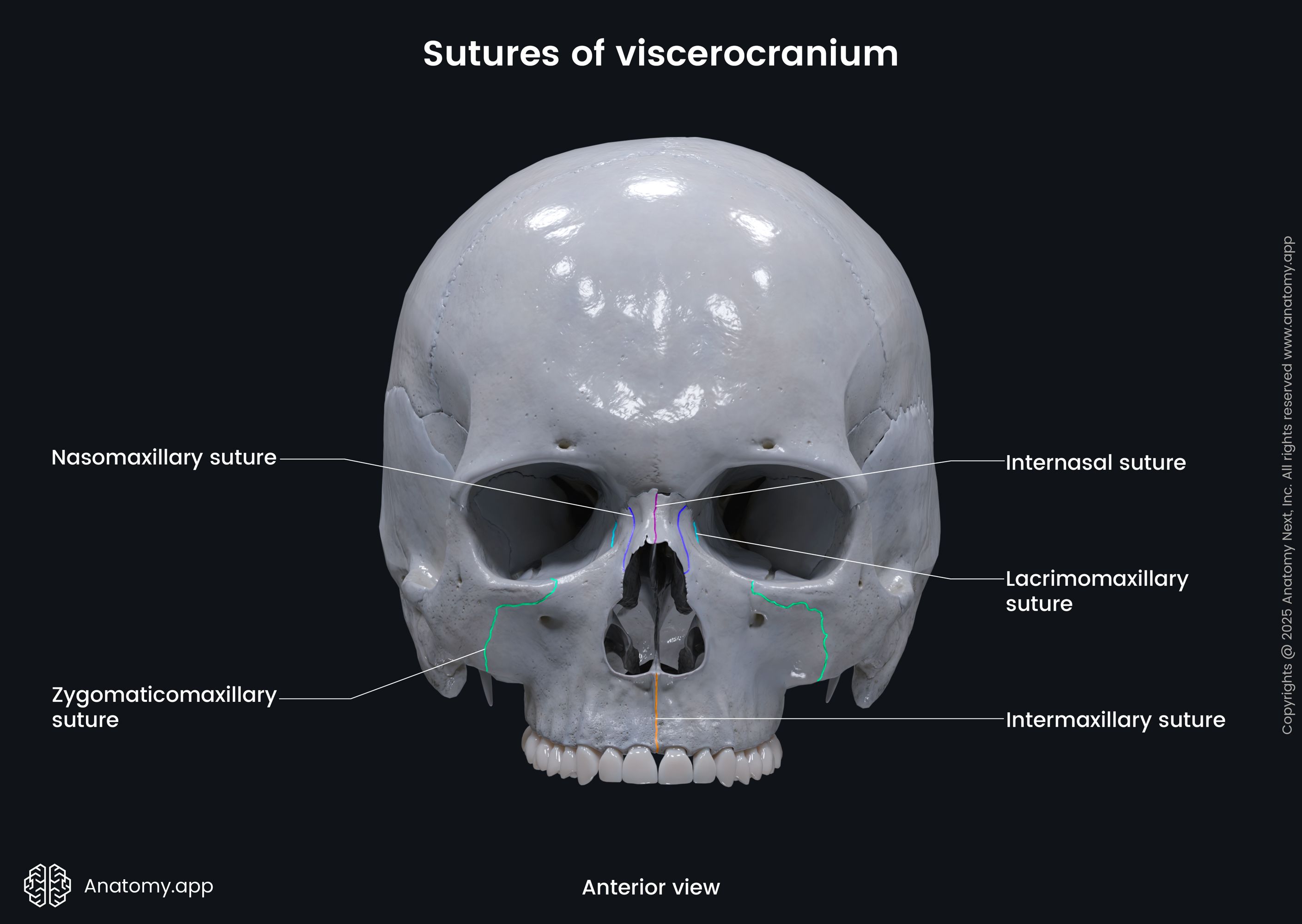 Sutures of viscerocranium (anterior view)