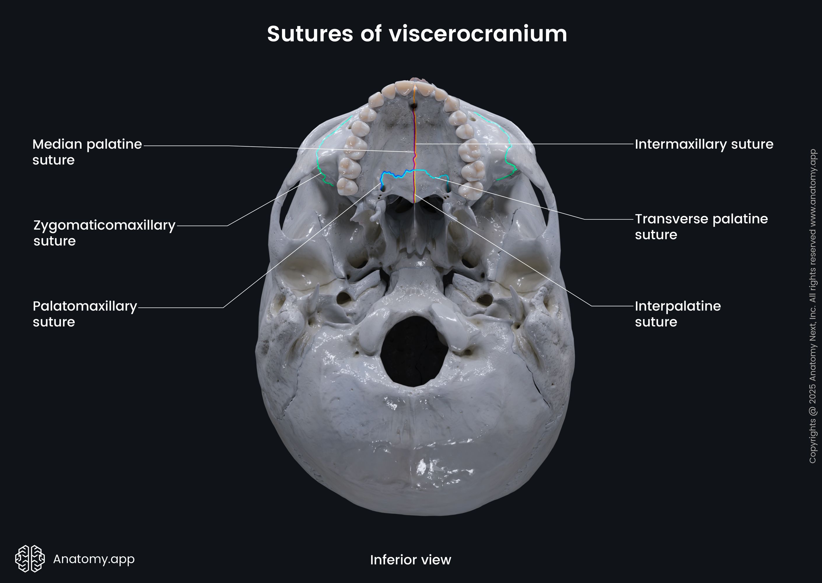 Sutures of viscerocranium (inferior view)